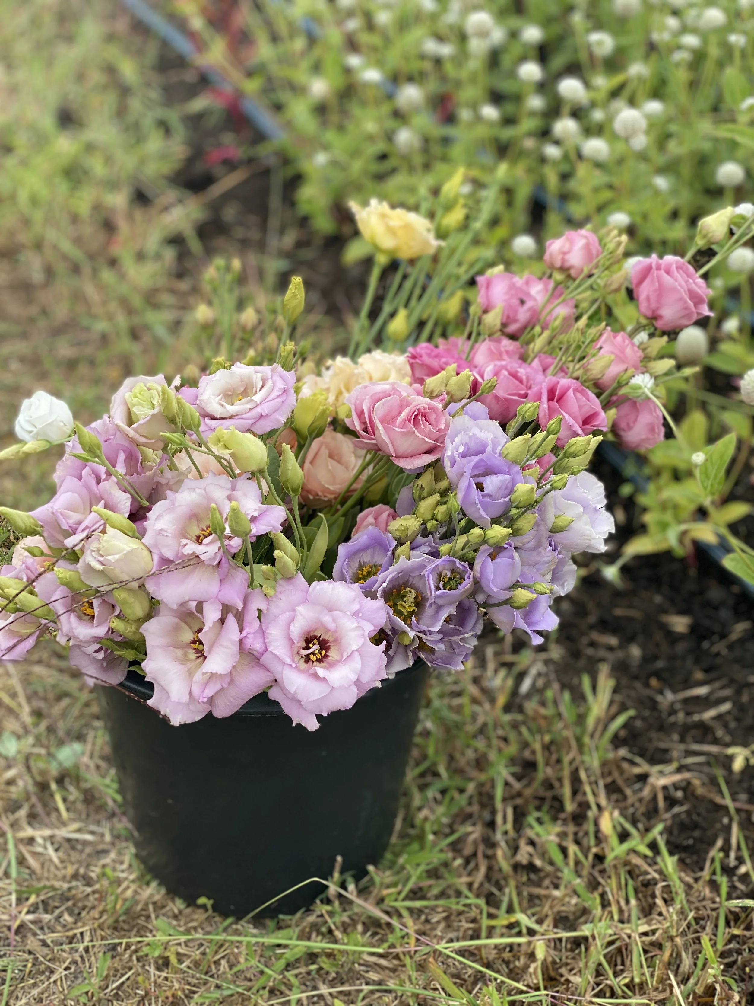Will Lisianthus Survive Freezing?