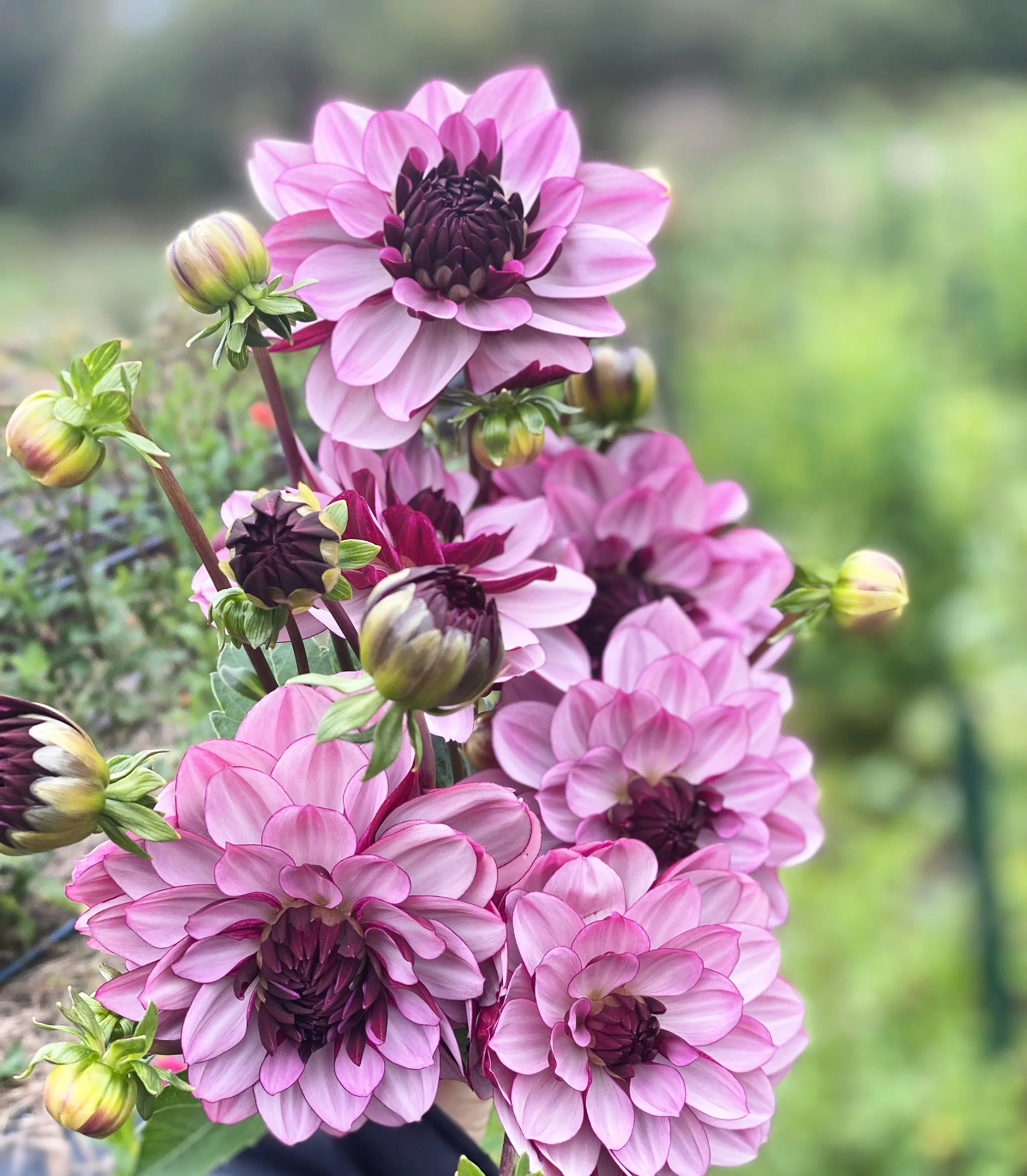 creme de cassis dahlia.JPG