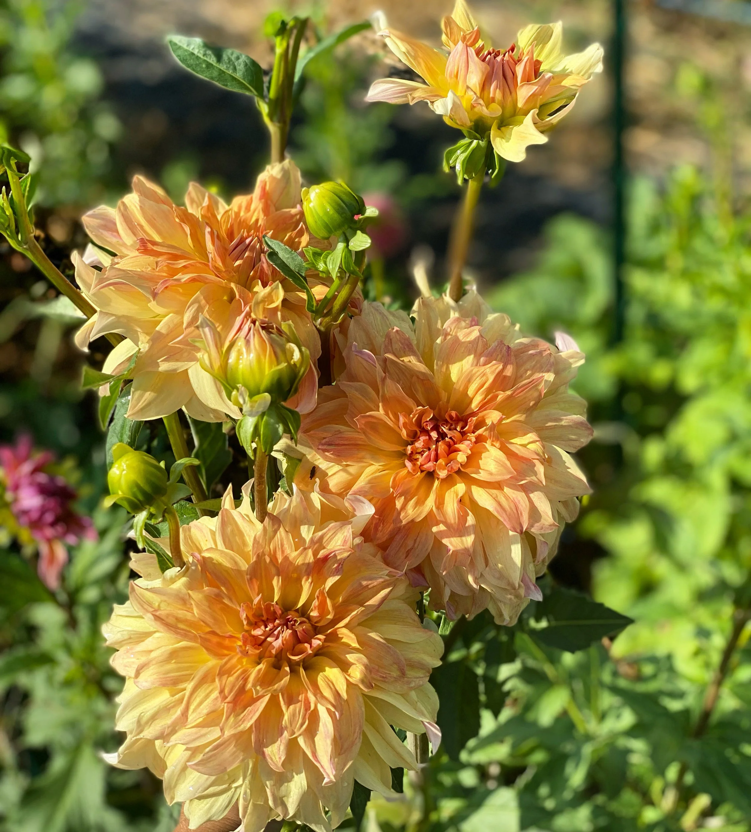 big brother dahlia.JPG