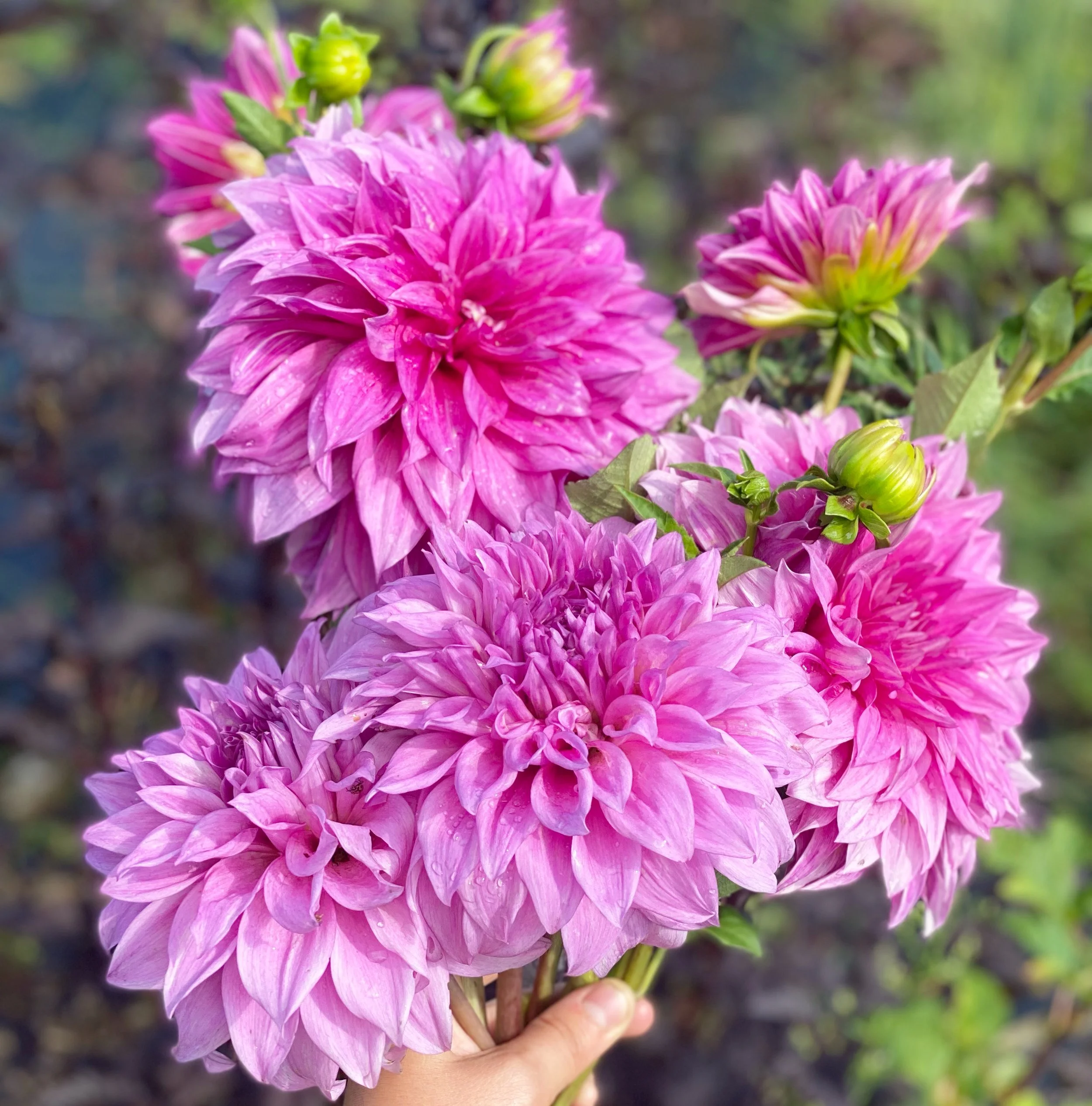 Pink Dinnerplate Mix.JPG