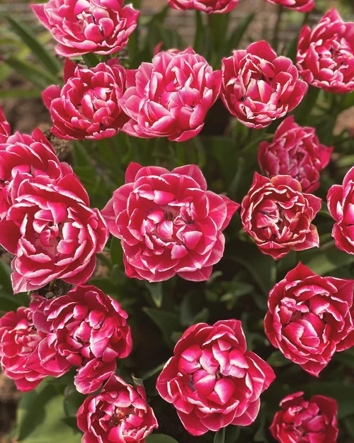 The Reasons Why Synthetic Chemical Fertilizers like MiracleGro Are So