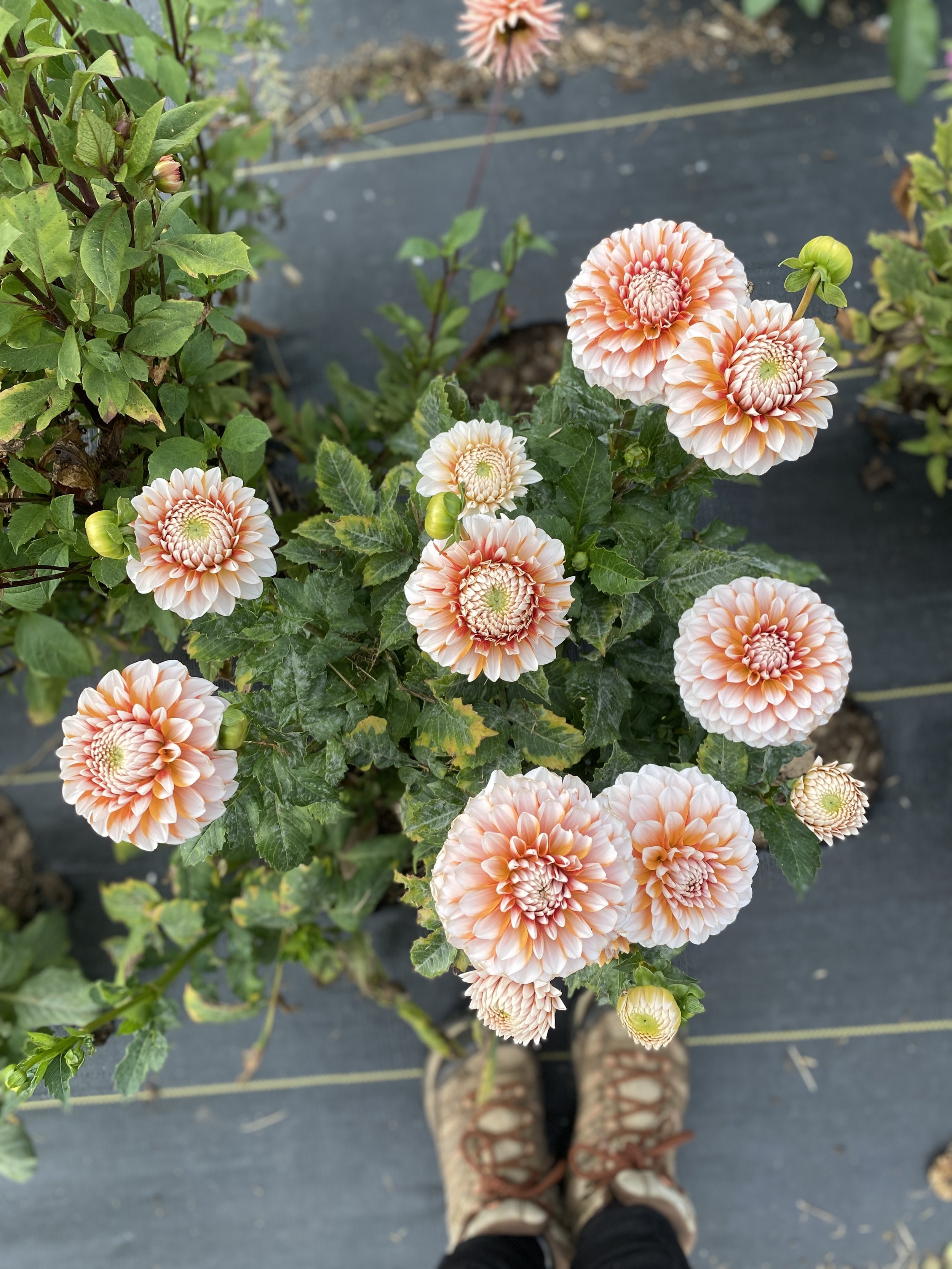Tangerine Dream Dahlia Plants.JPEG