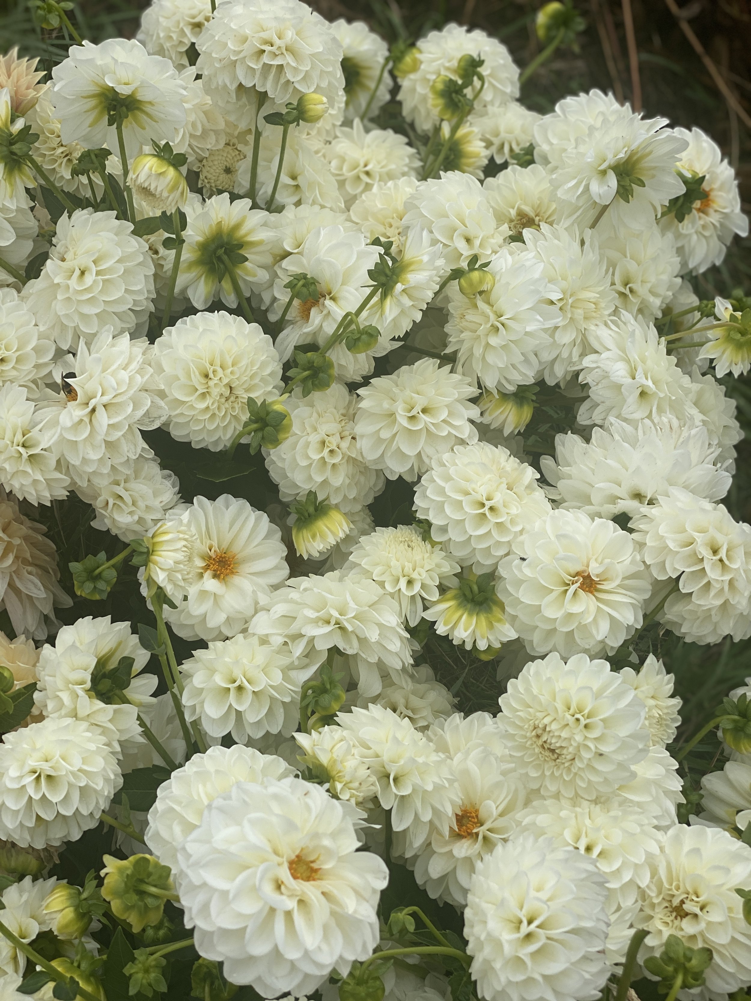 Brookside Snowball Dahlias.JPEG