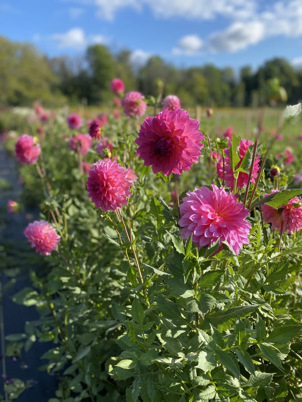 Are Dahlias Hard to Grow?  Heirloom Soul Florals
