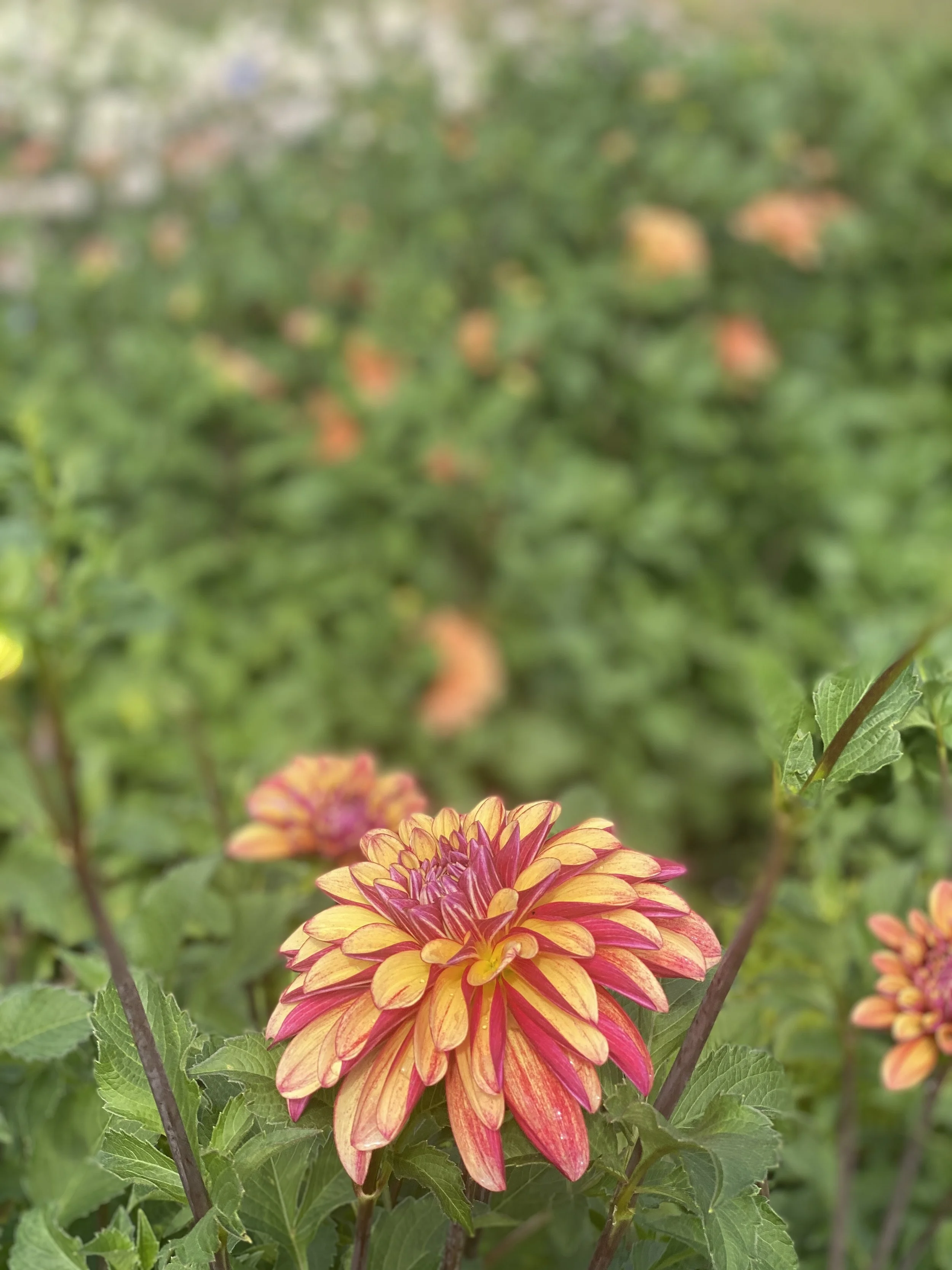 IMG_0336.JPEG