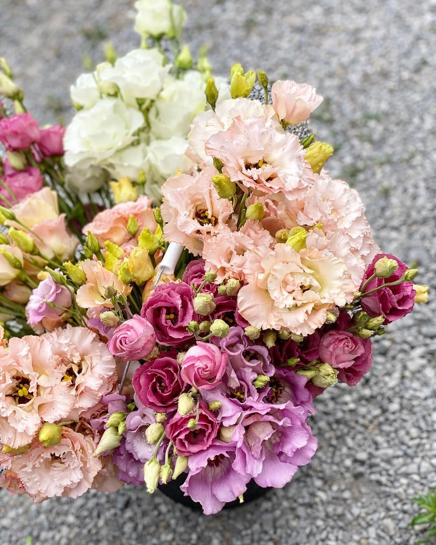 How To Grow Lisianthus Plugs Sourcing Lisianthus Plugs Heirloom 