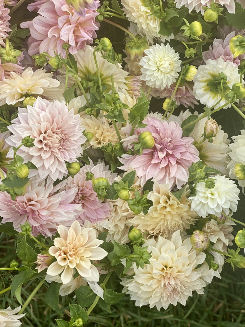 'Wedding Cake' Dahlia Tuber Gift Box