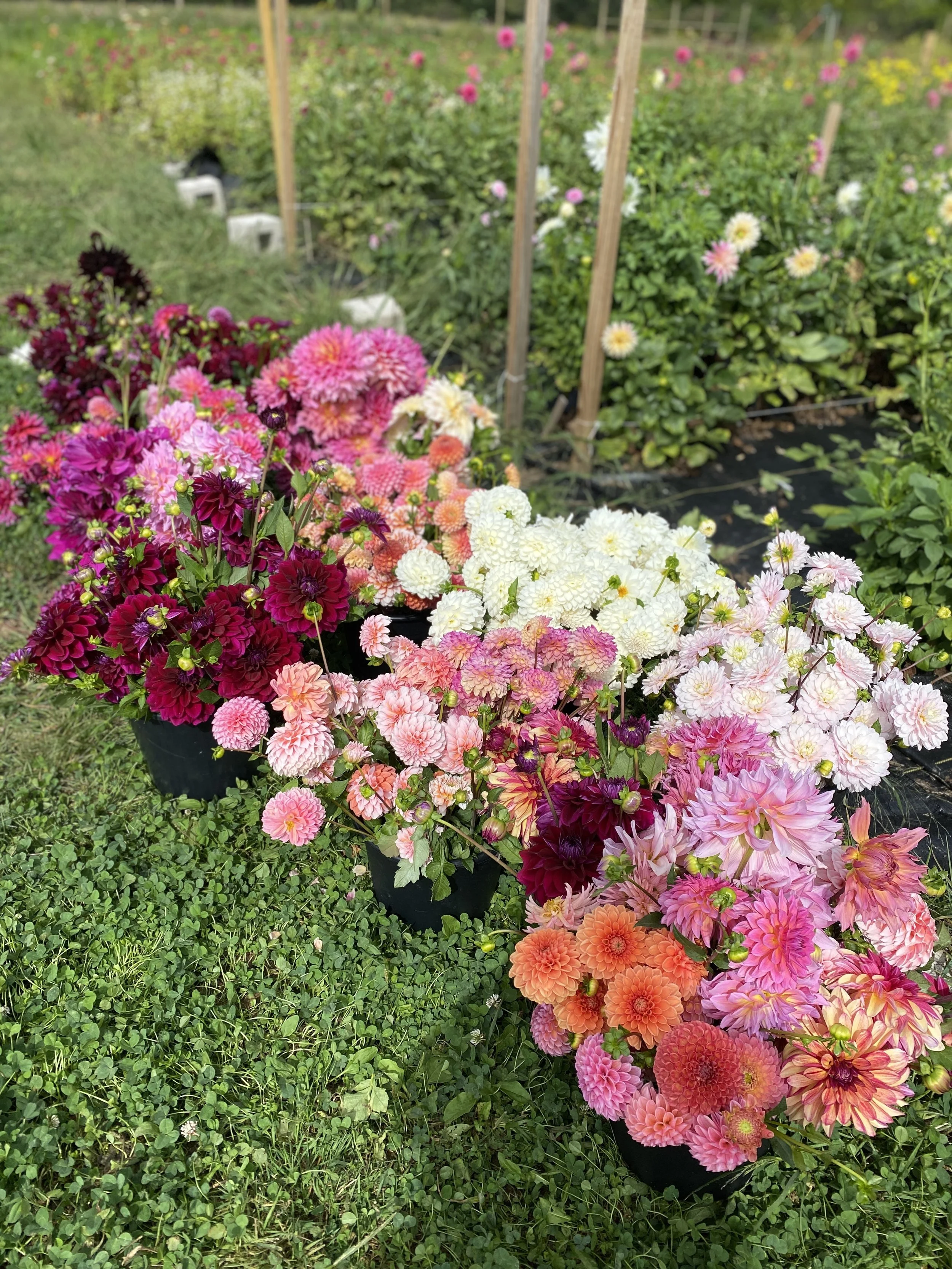 Bulk Dahlia Tubers (Bag of 10)