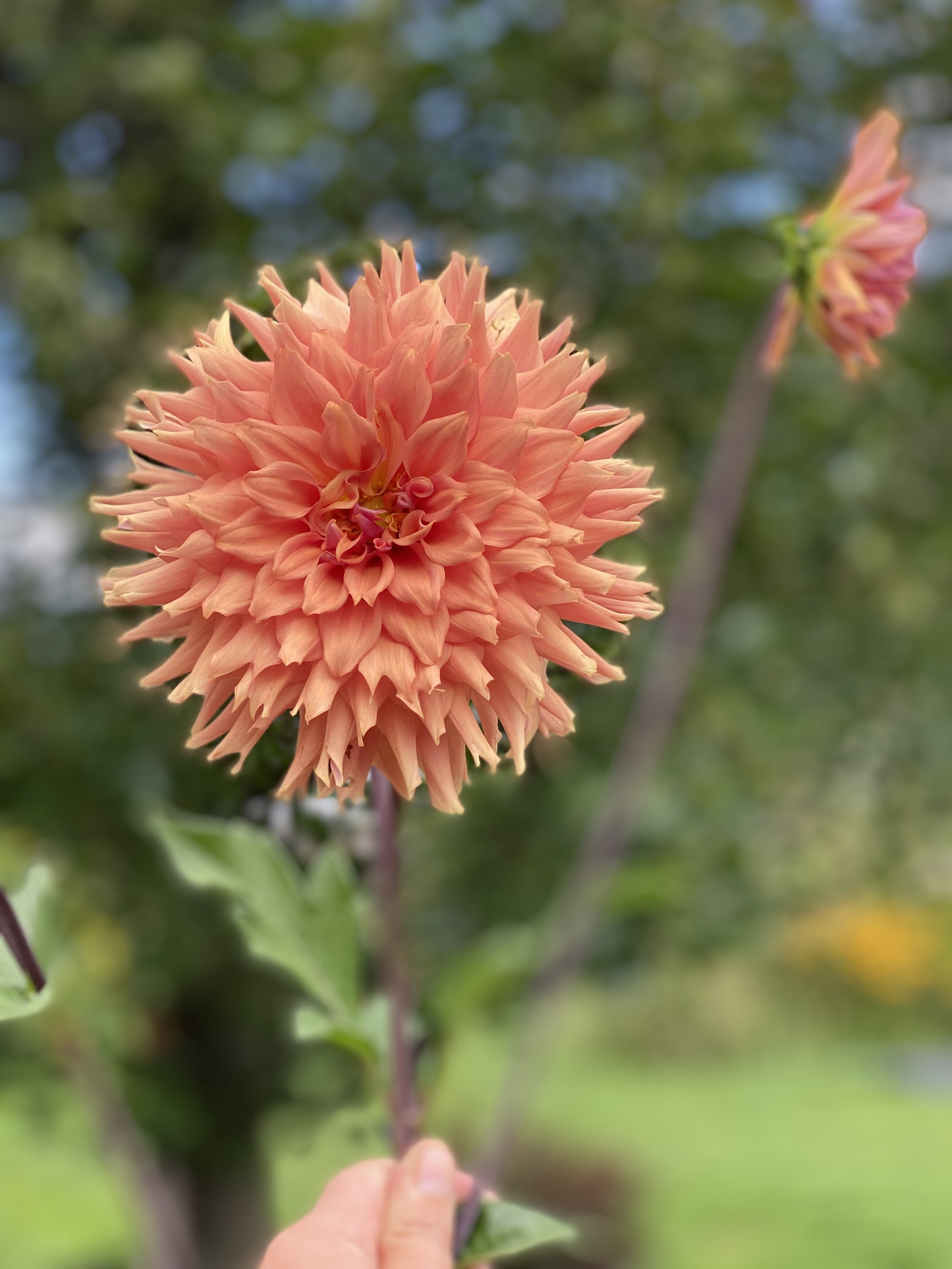 Terracotta Dahlia 2.JPEG