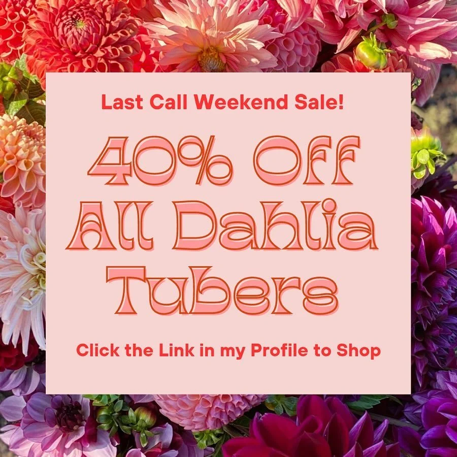 Most Productive Dahlia Varieties vs Garden Dahlias — Heirloom Soul Florals