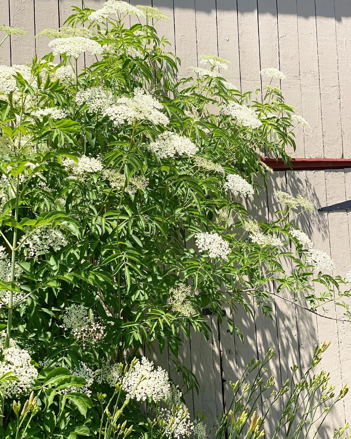 Magnificent Elderberry: Growing Elder from Cuttings