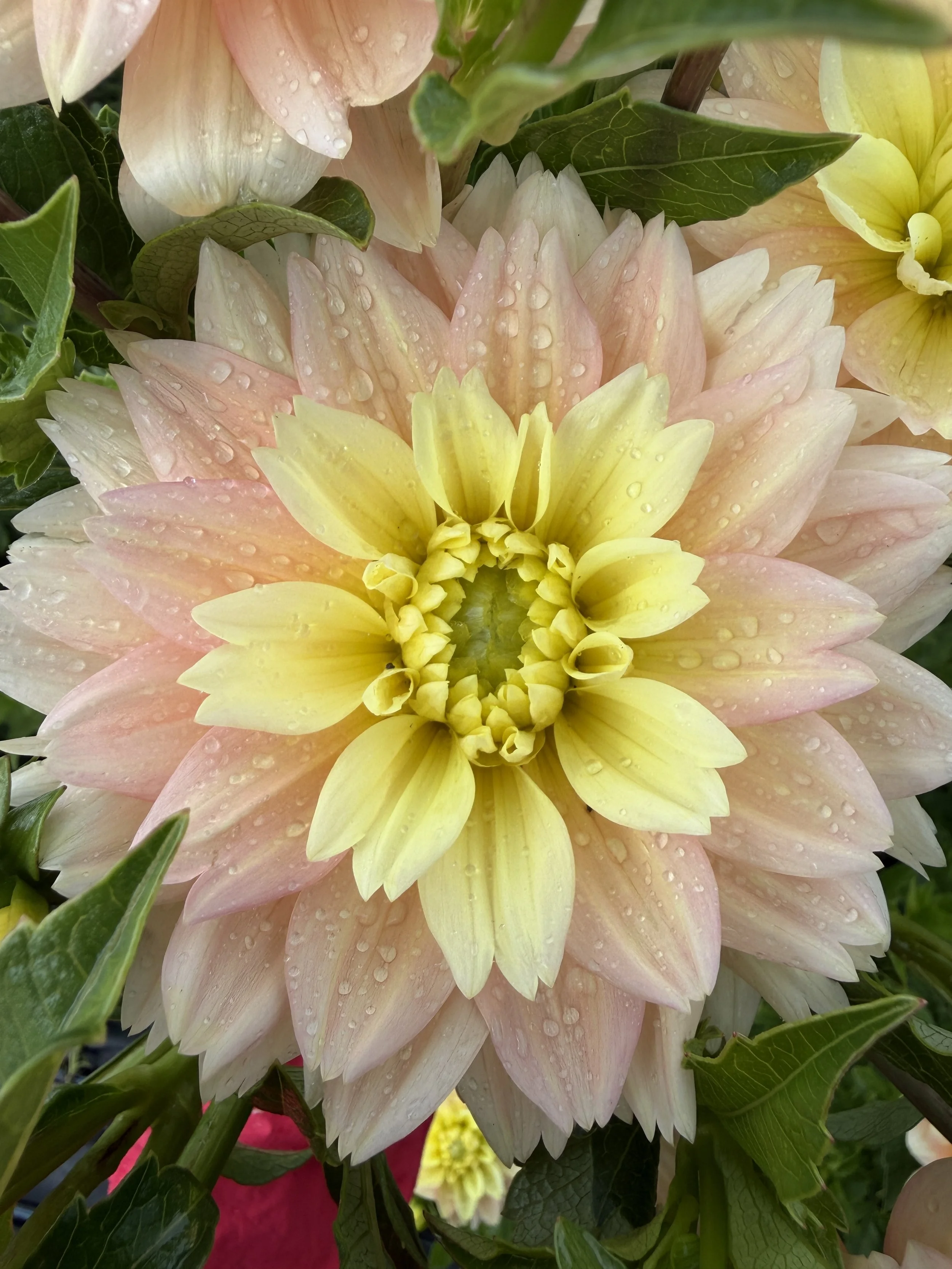 verkist tranquility dahlia.JPG