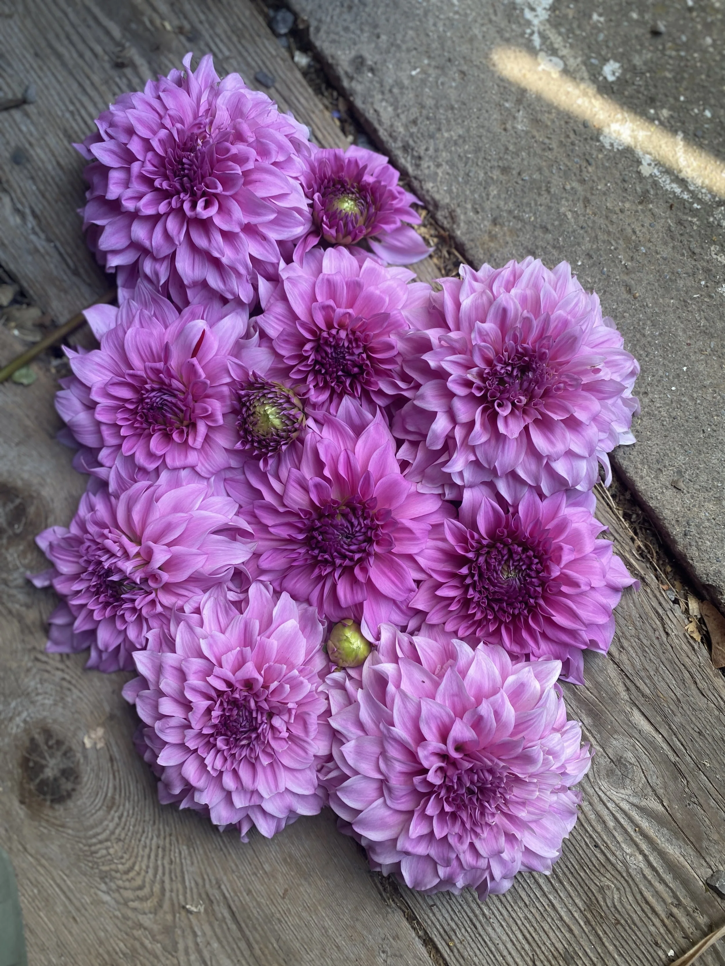 vassio Meggos Dahlia flatlay 2025.JPEG