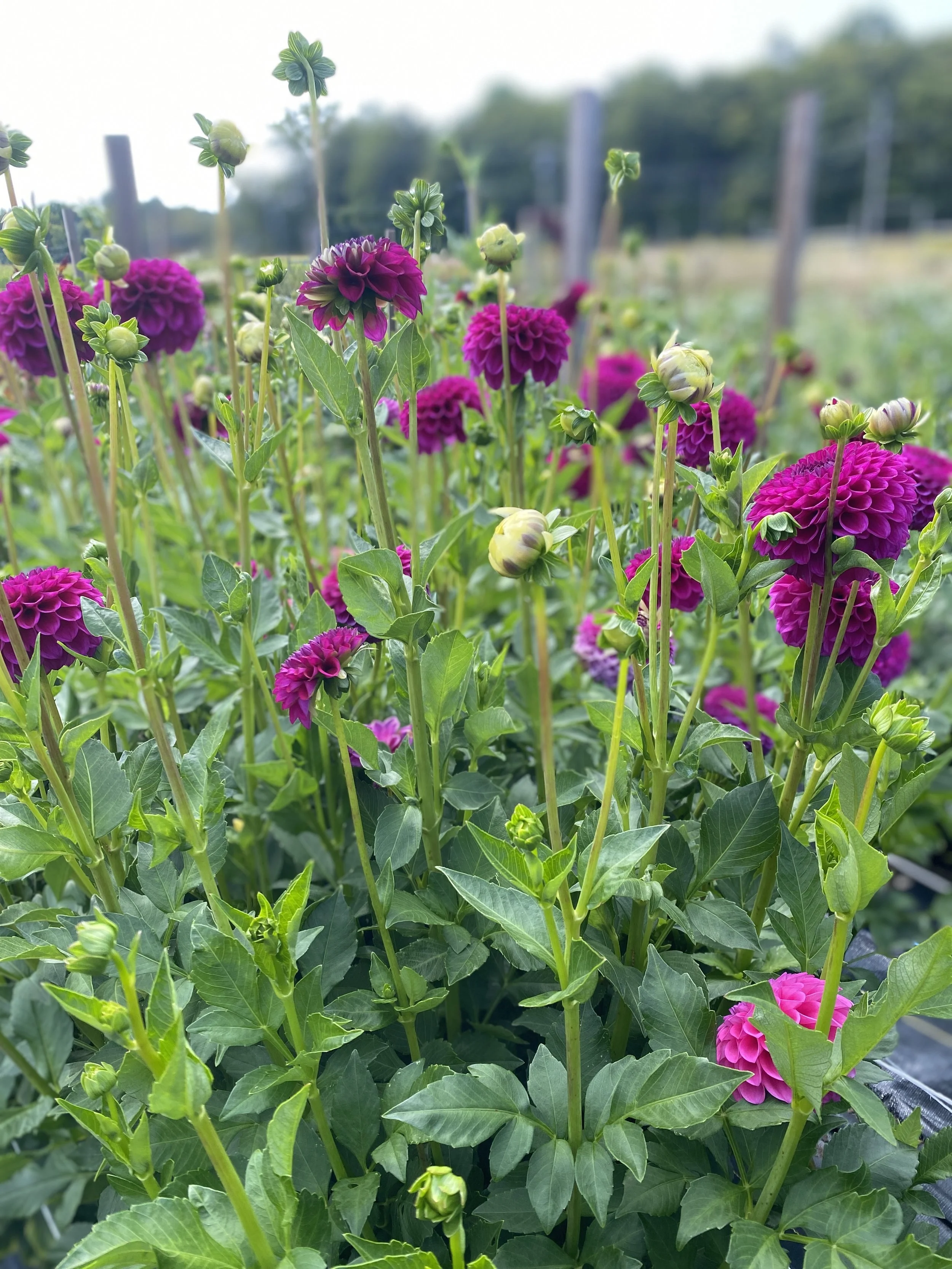 cryfield Harmony dahlias plants 2025.JPEG.JPEG