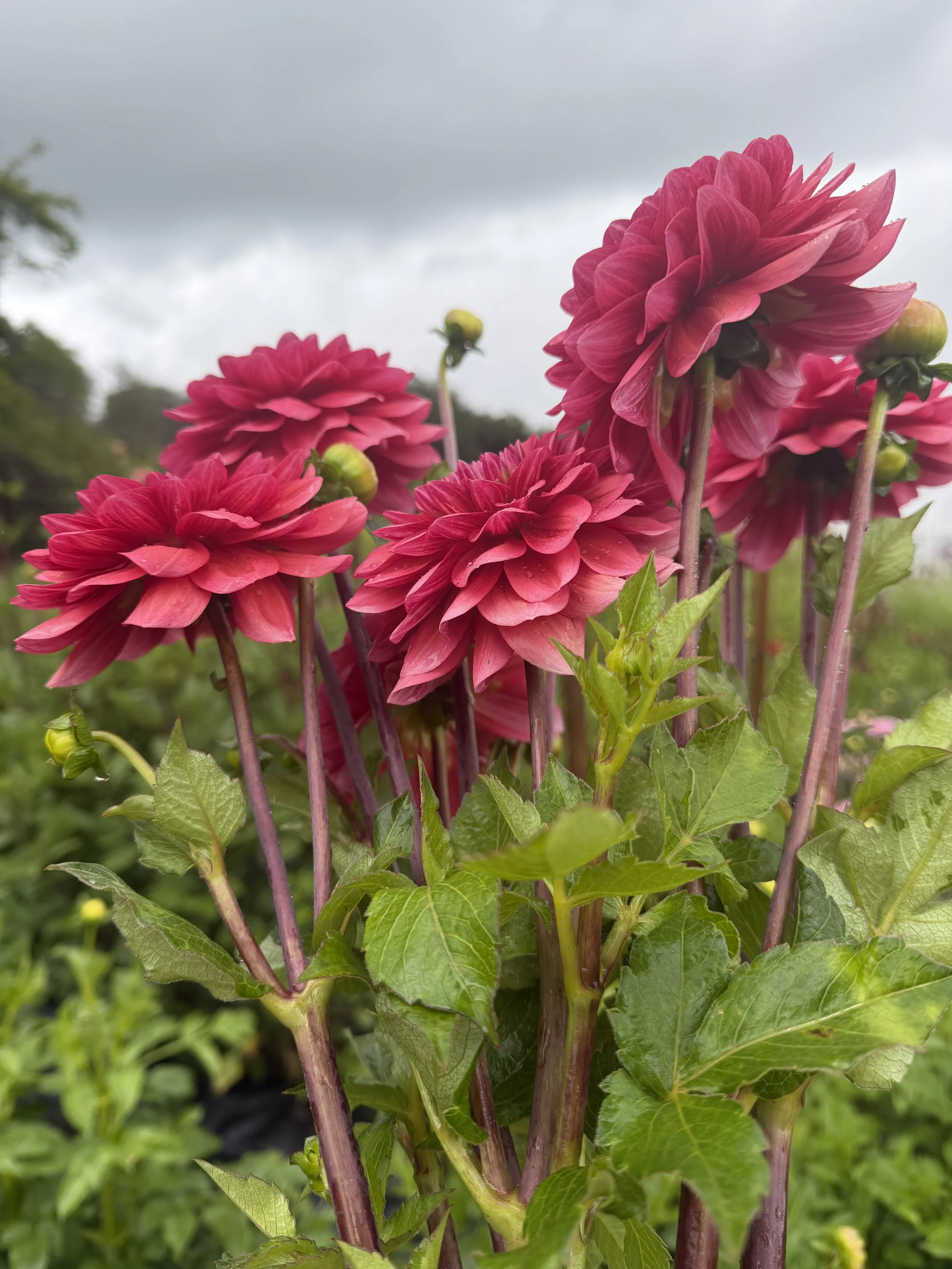 salmon runner Dahlia 2.JPEG