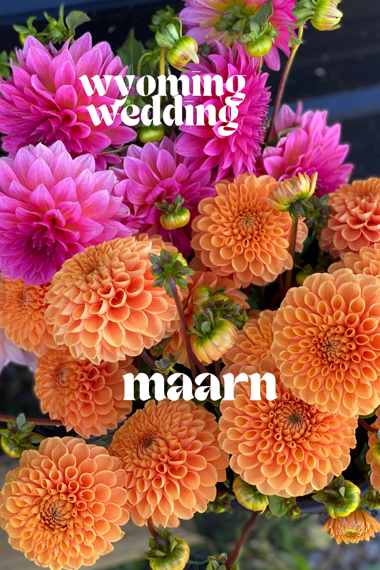 Dahlia Tubers Sale from Flower Farm — Heirloom Soul Florals