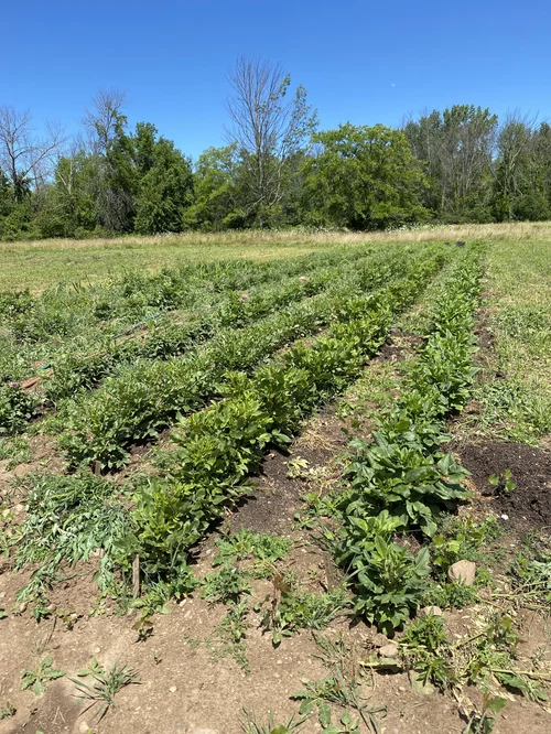 Will Deer Eat My Dahlias? — Heirloom Soul Florals