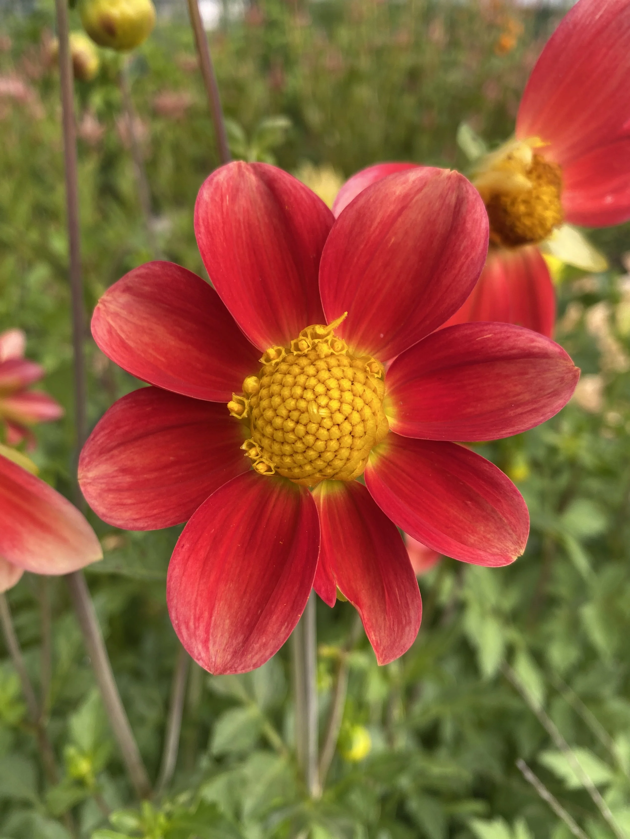 heirloom patio dahlias in tunnel-3.JPEG.JPEG