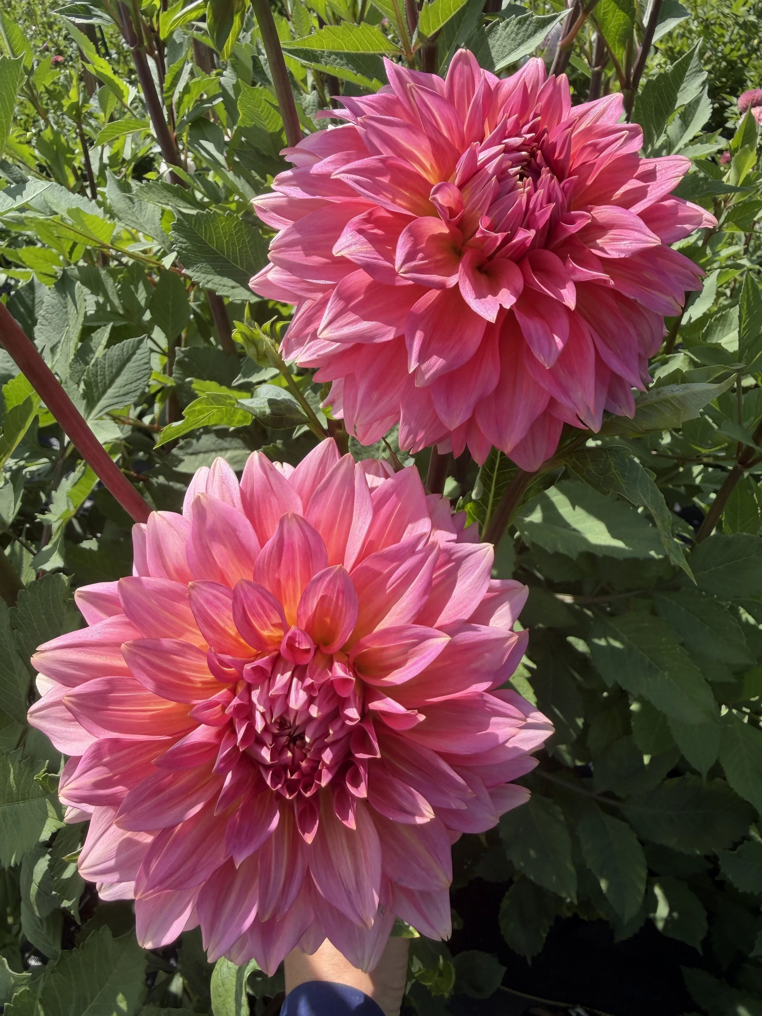 ka Keltie Rose Dahlia 2.JPEG