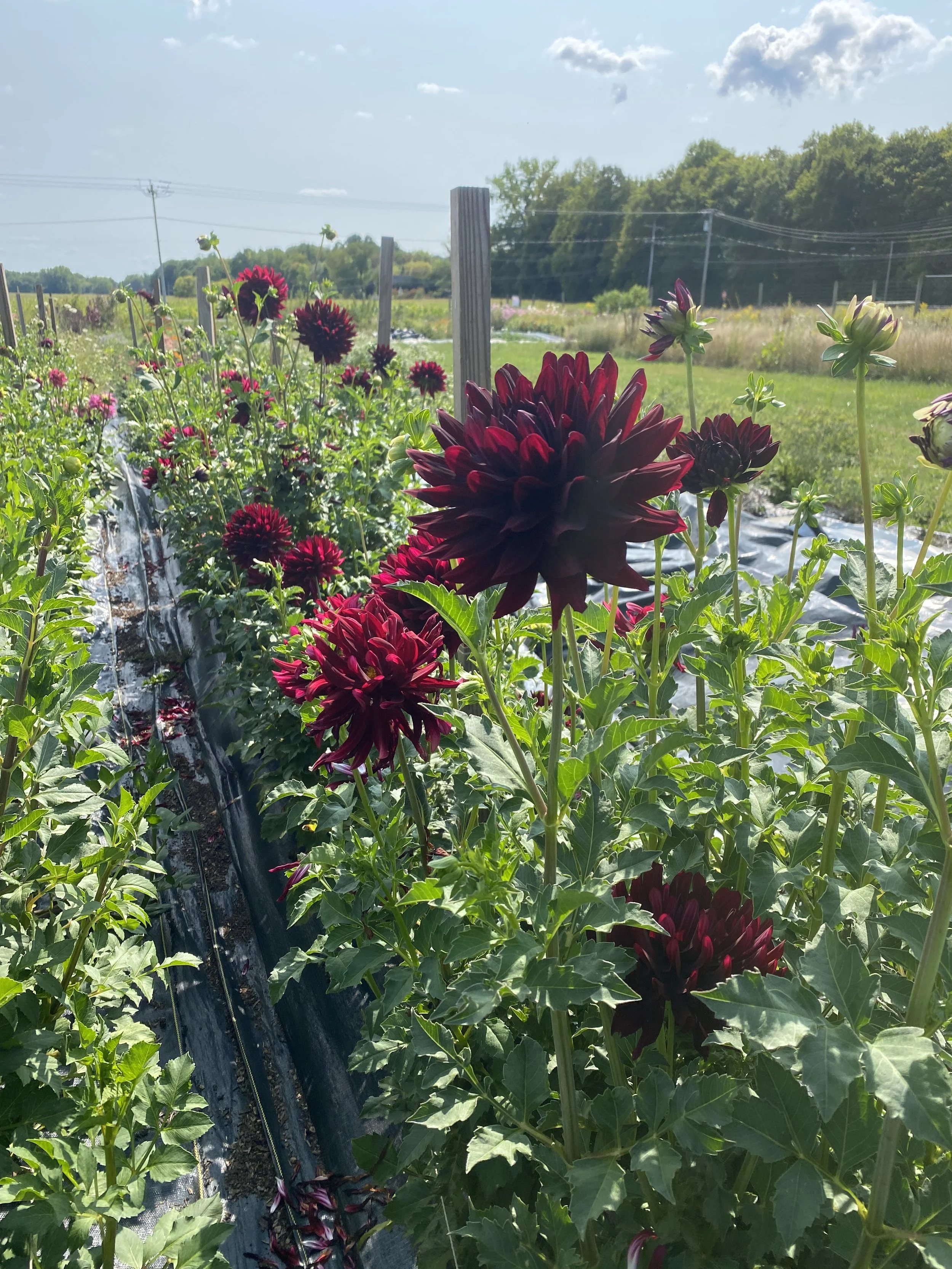 hollyhill BB plants 2025.JPEG