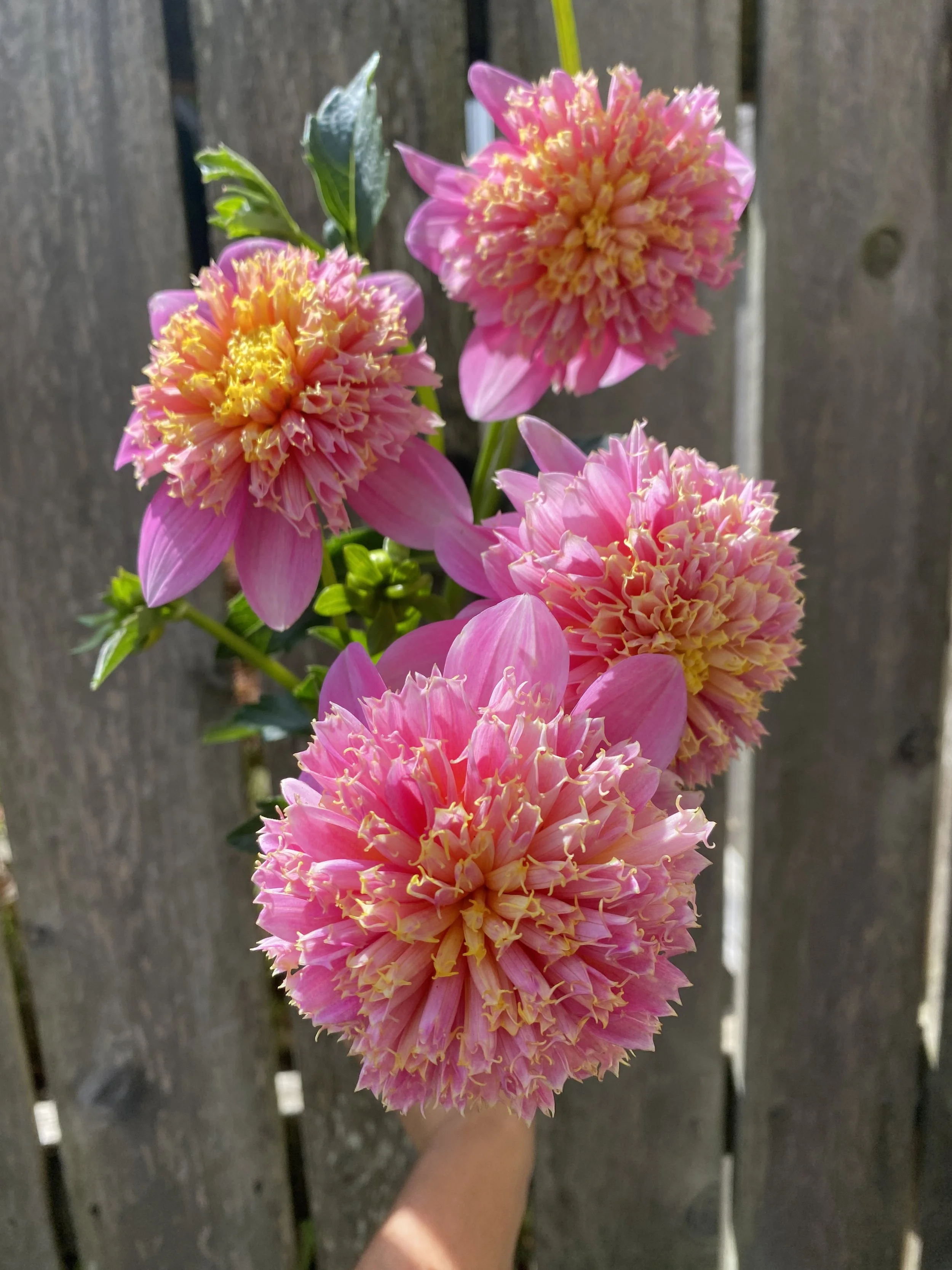 Sandia Pouffe dahlias 2025.JPEG