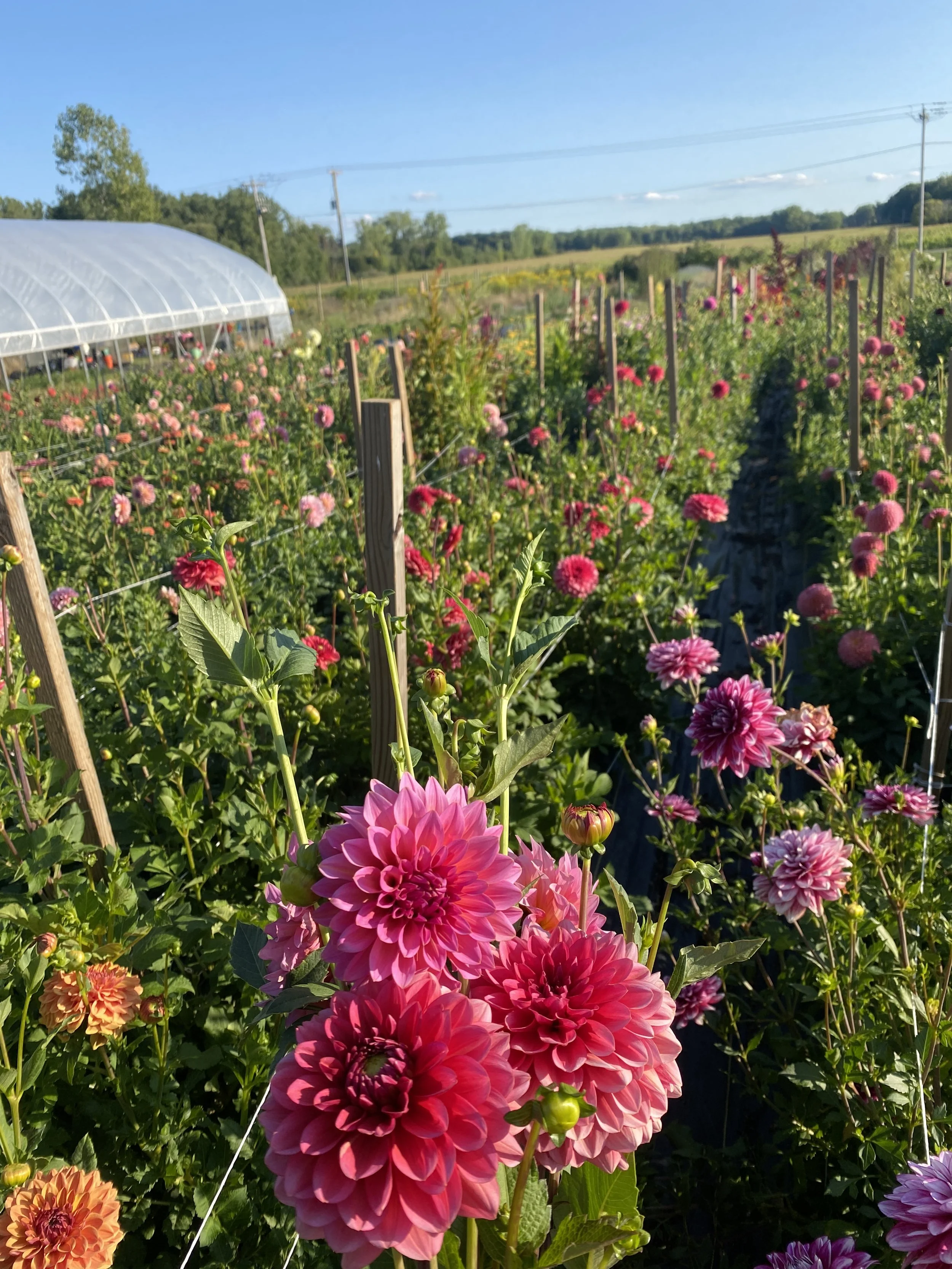 What are the Easiest Dahlias to Grow?