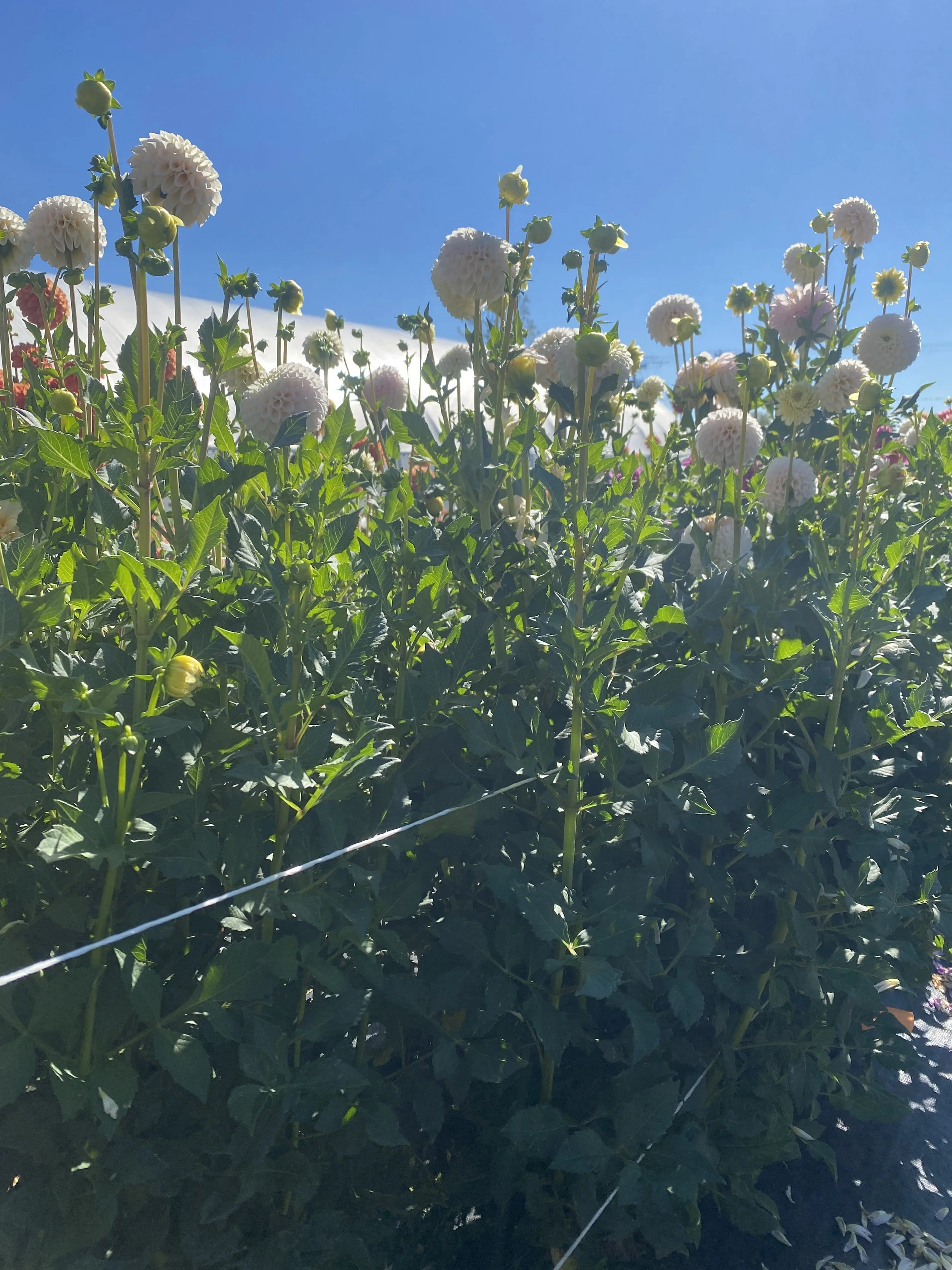 Camano Zoe Plants 2025.JPEG