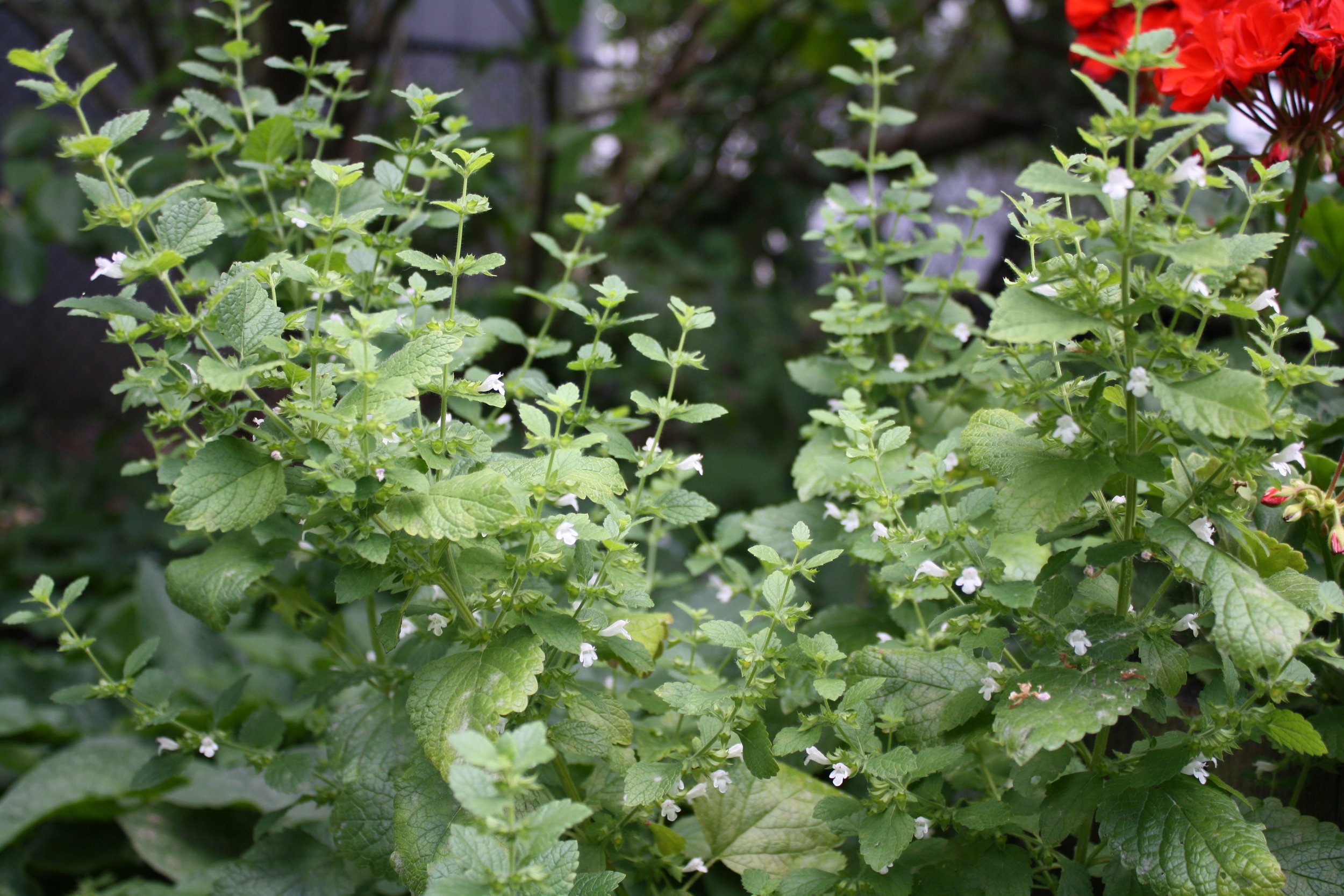 Growing Lemon Balm for Cut Foliage - Growing Greenery on flower farm