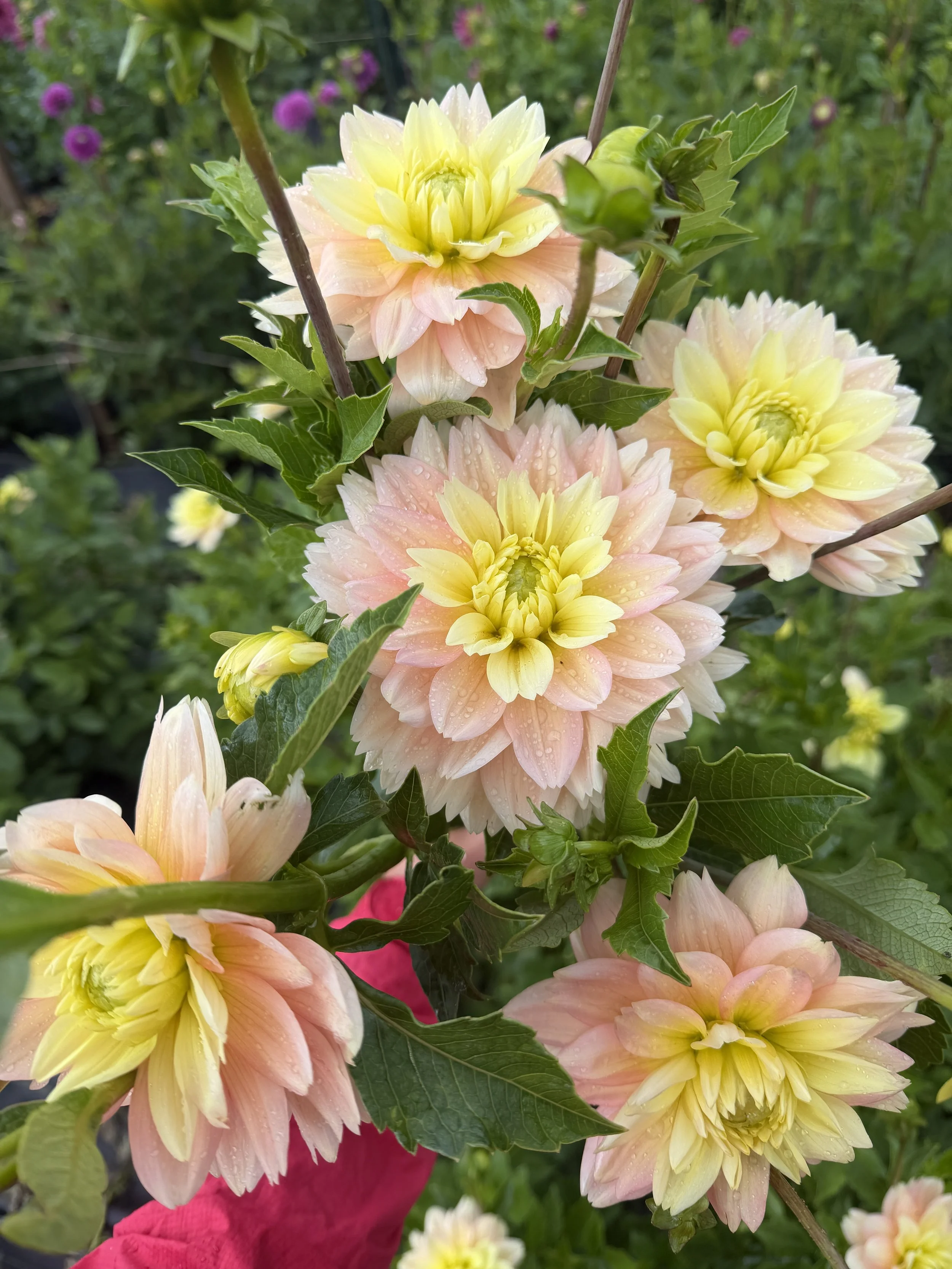 verkist Dahlia 2.JPG