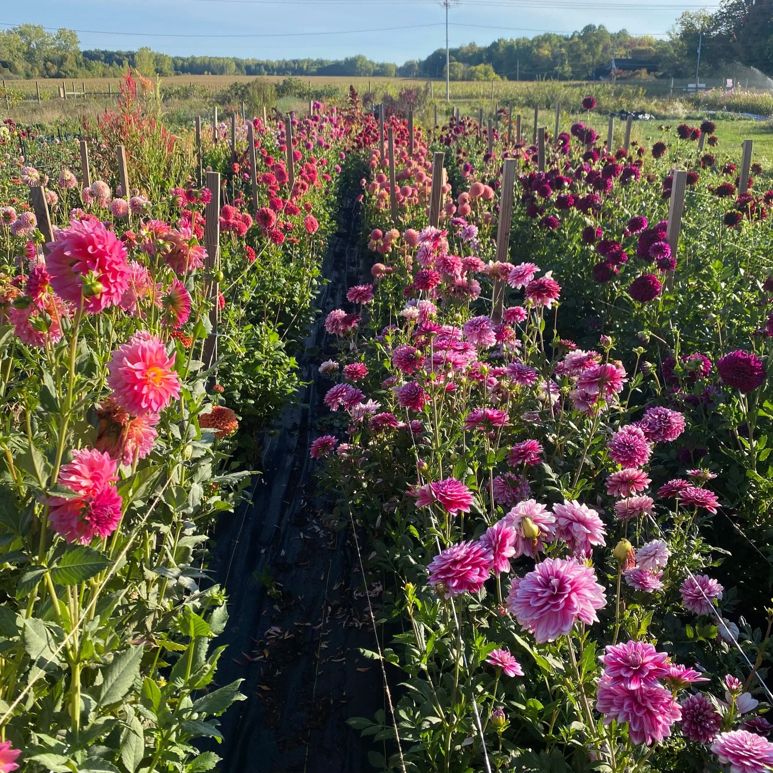 Dahlia Farm in NY - Dahlia Farm in Buffalo NY - Bulk Dahlias in Buffalo NY - WNY Flower Farm - WNY Dahlia Farm