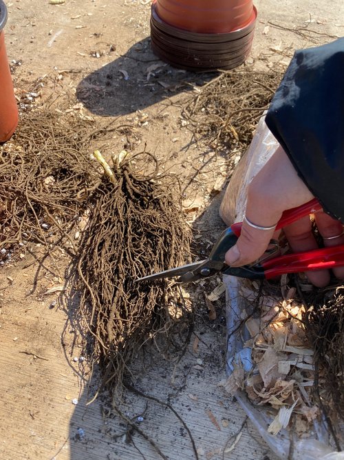 Potting Up Bare Root Perennials — Heirloom Soul Florals