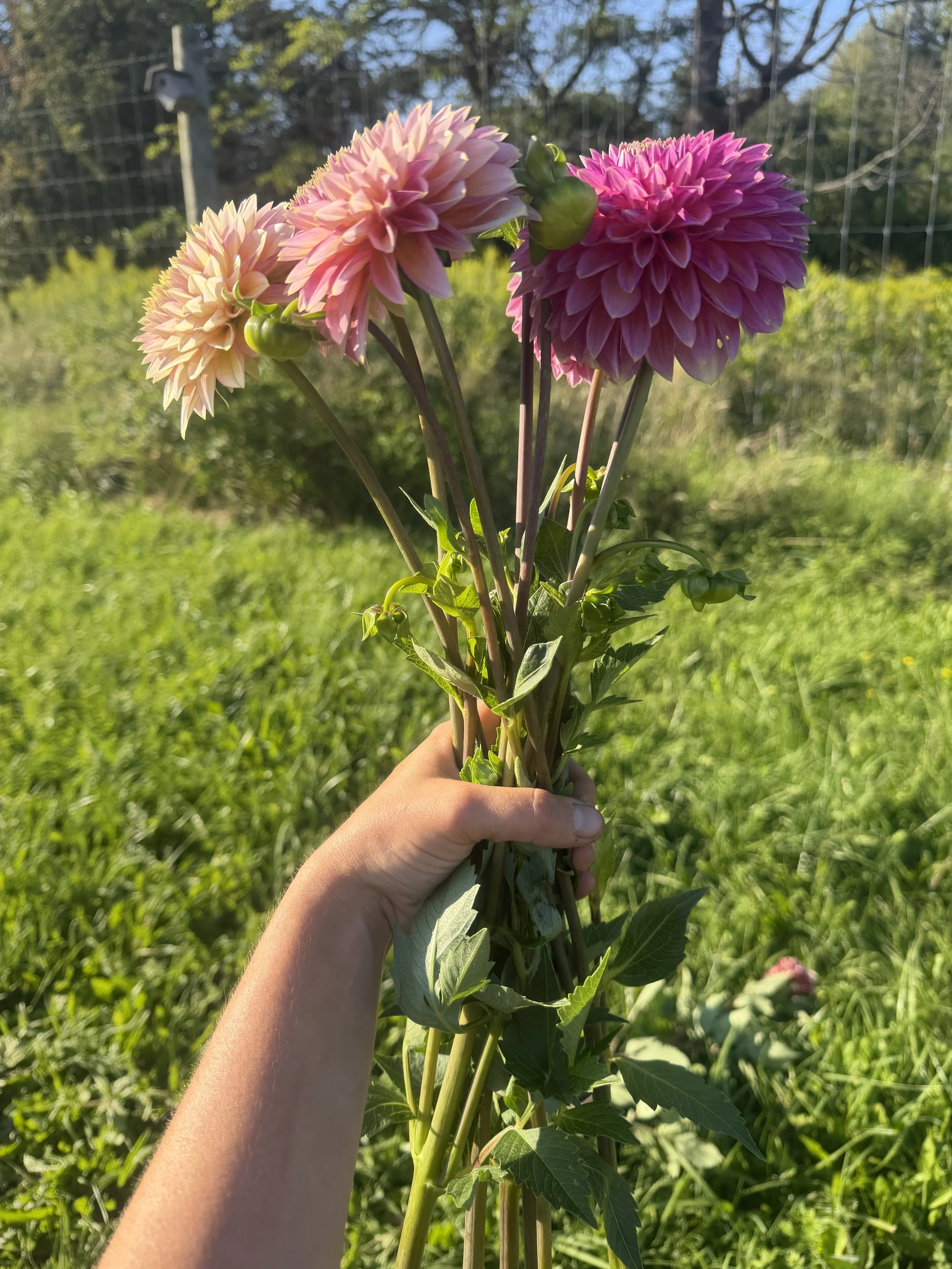 bloomquist Mojo dahlia.JPEG