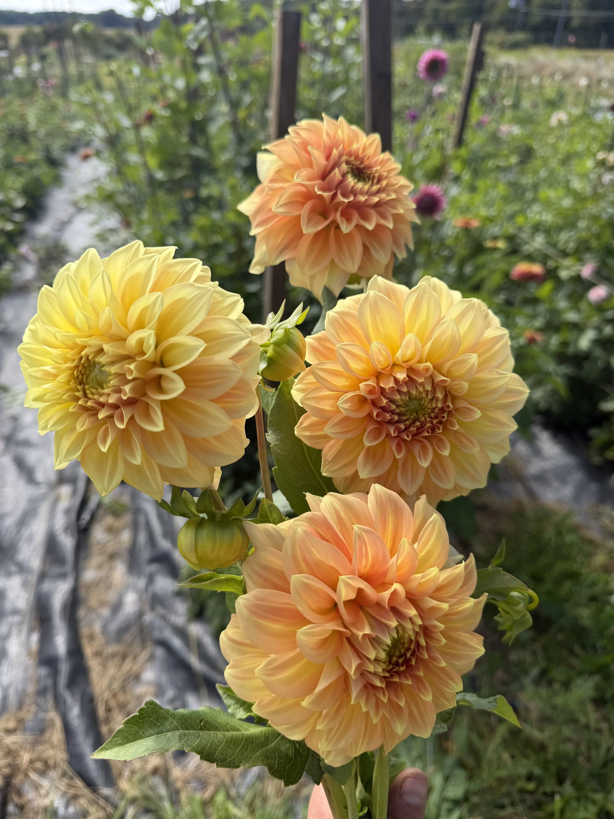 bracken Sarah dahlia.JPEG