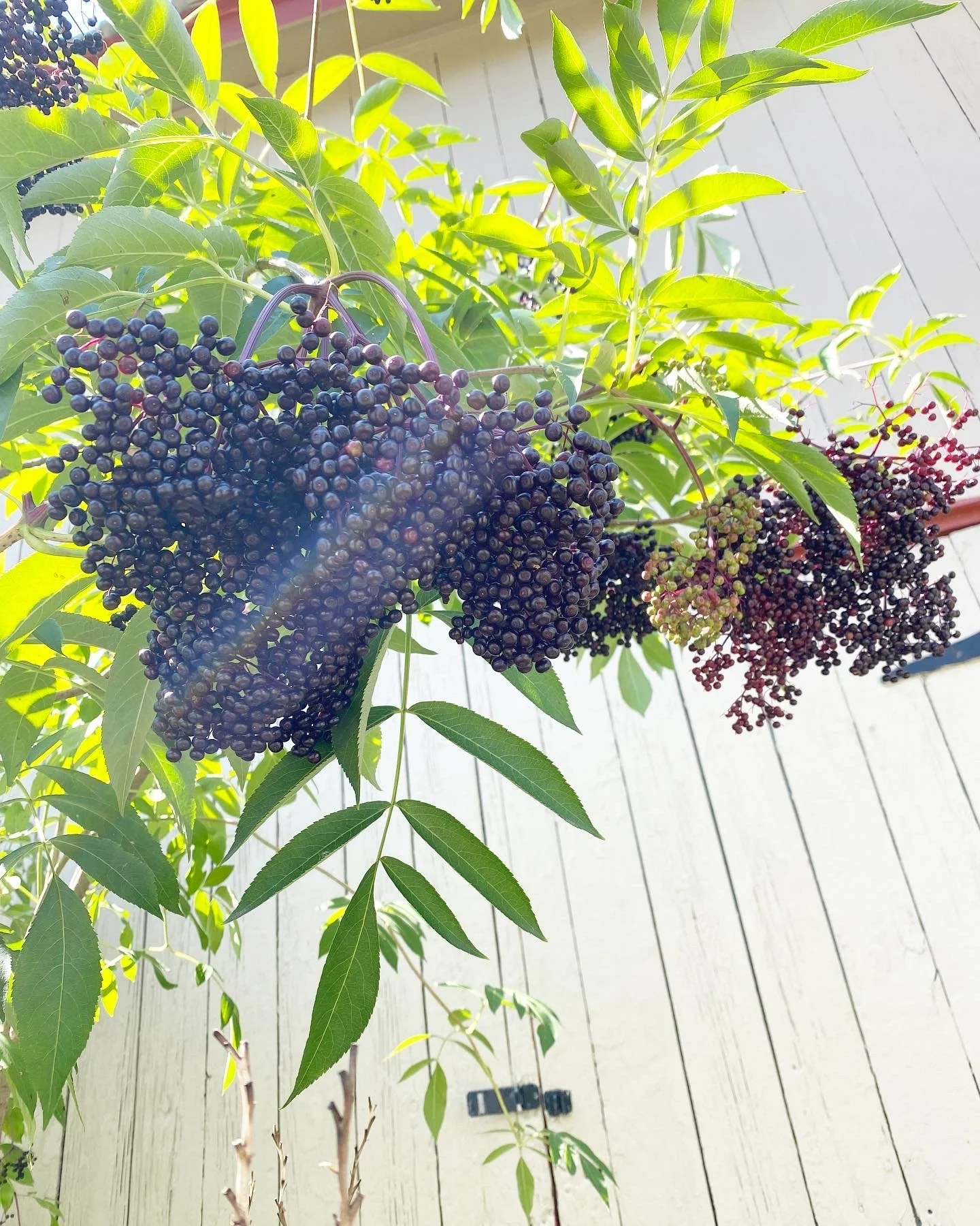 elderberry 2022.jpg