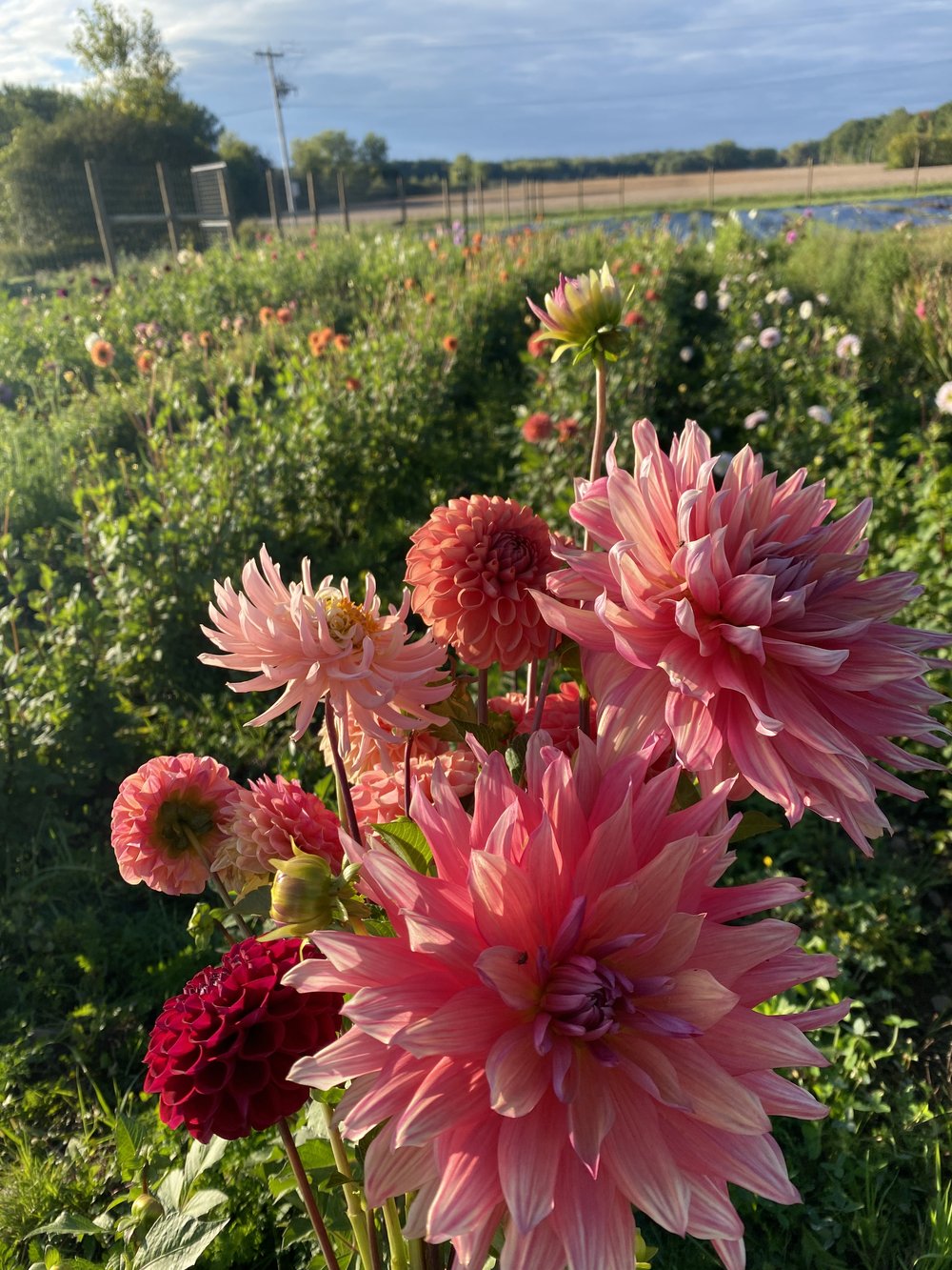 Will Deer Eat My Dahlias? — Heirloom Soul Florals