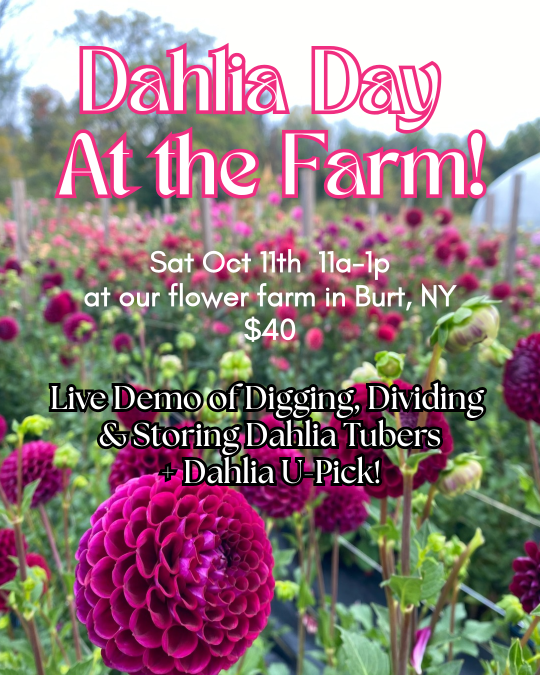 Dahlia Day 2025-1.png