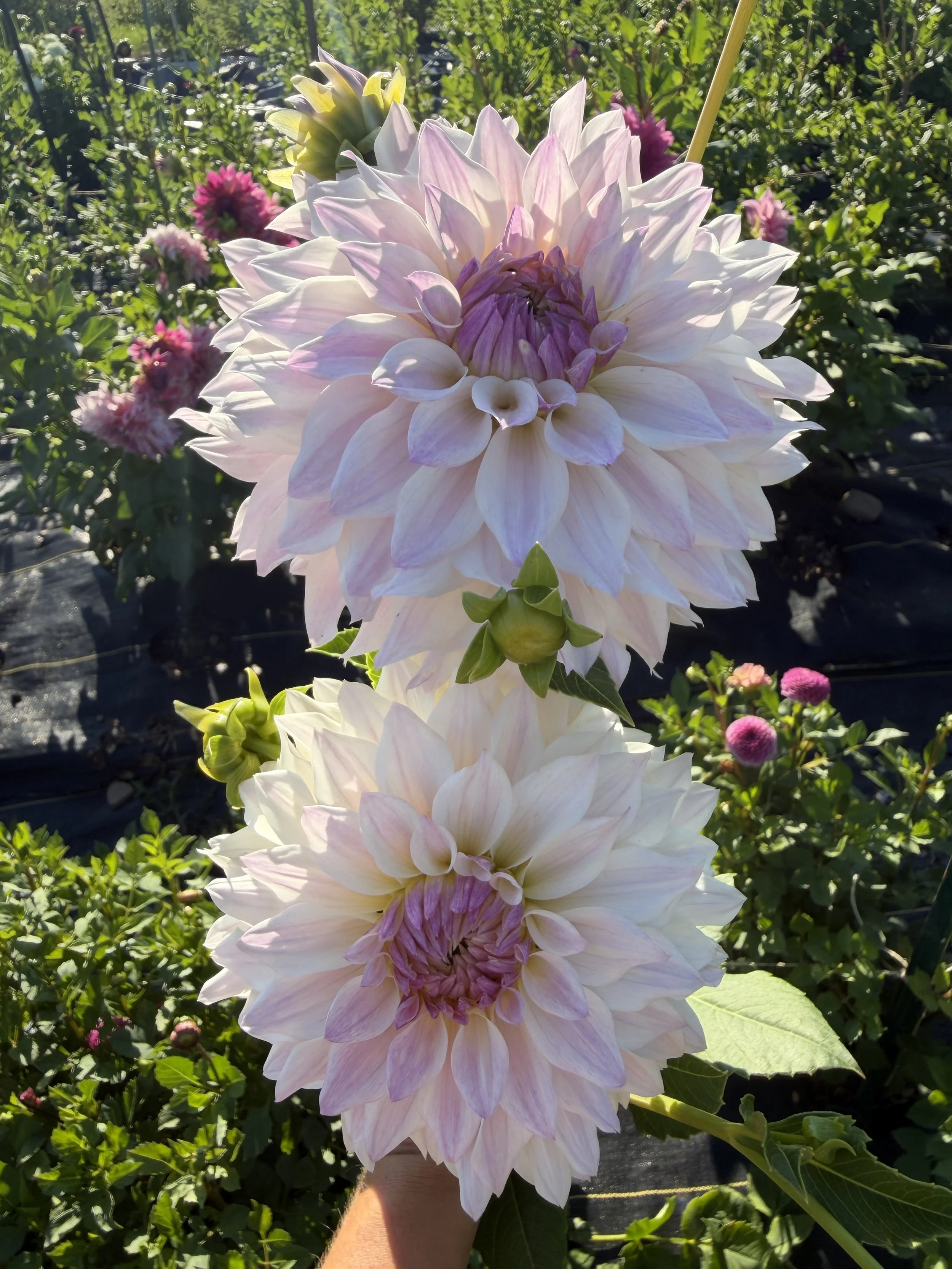 bloomquist compare dahlia.JPEG