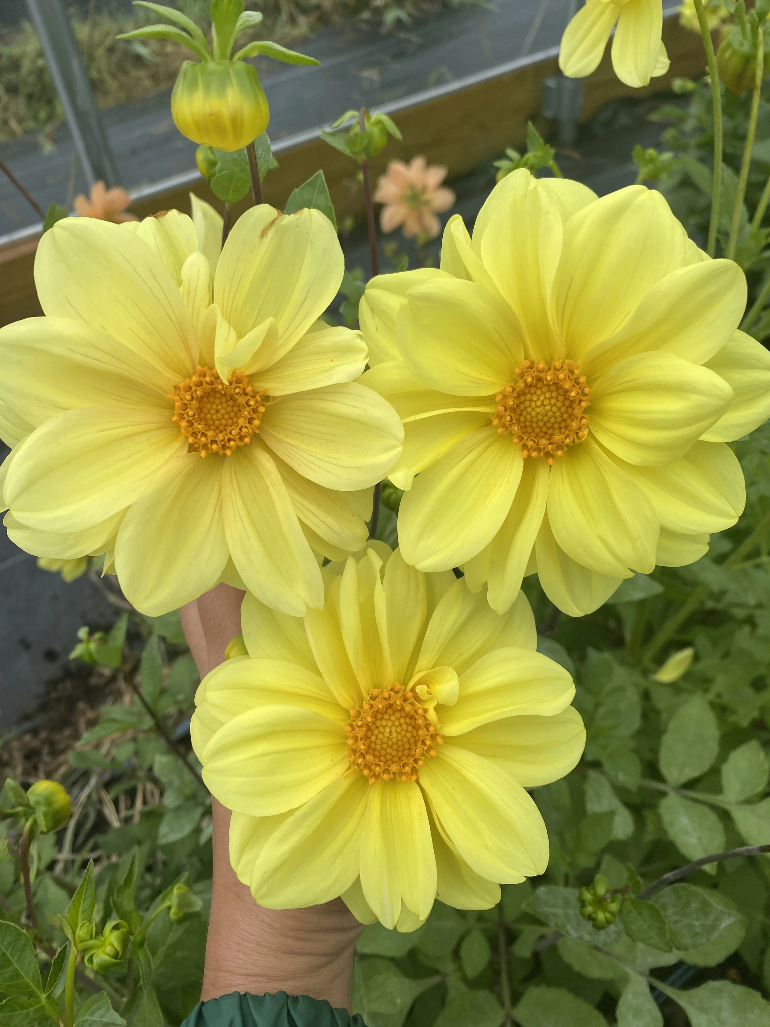heirloom patio dahlias in tunnel-2.JPEG.JPEG