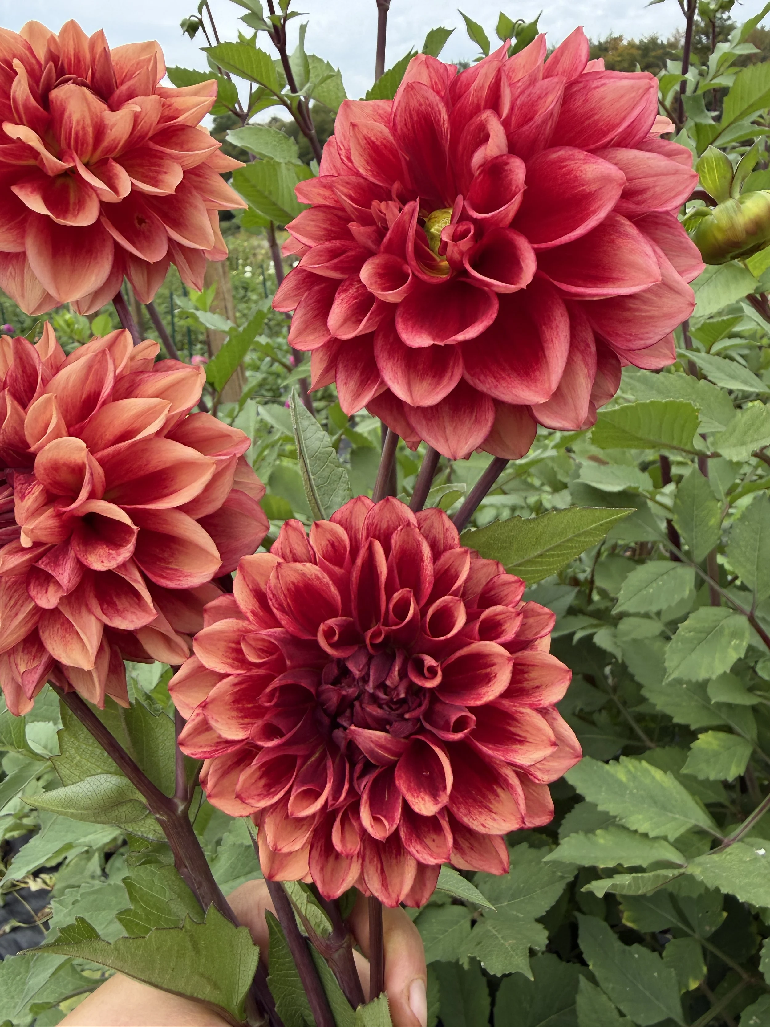 BQ York Dahlia 2.JPEG