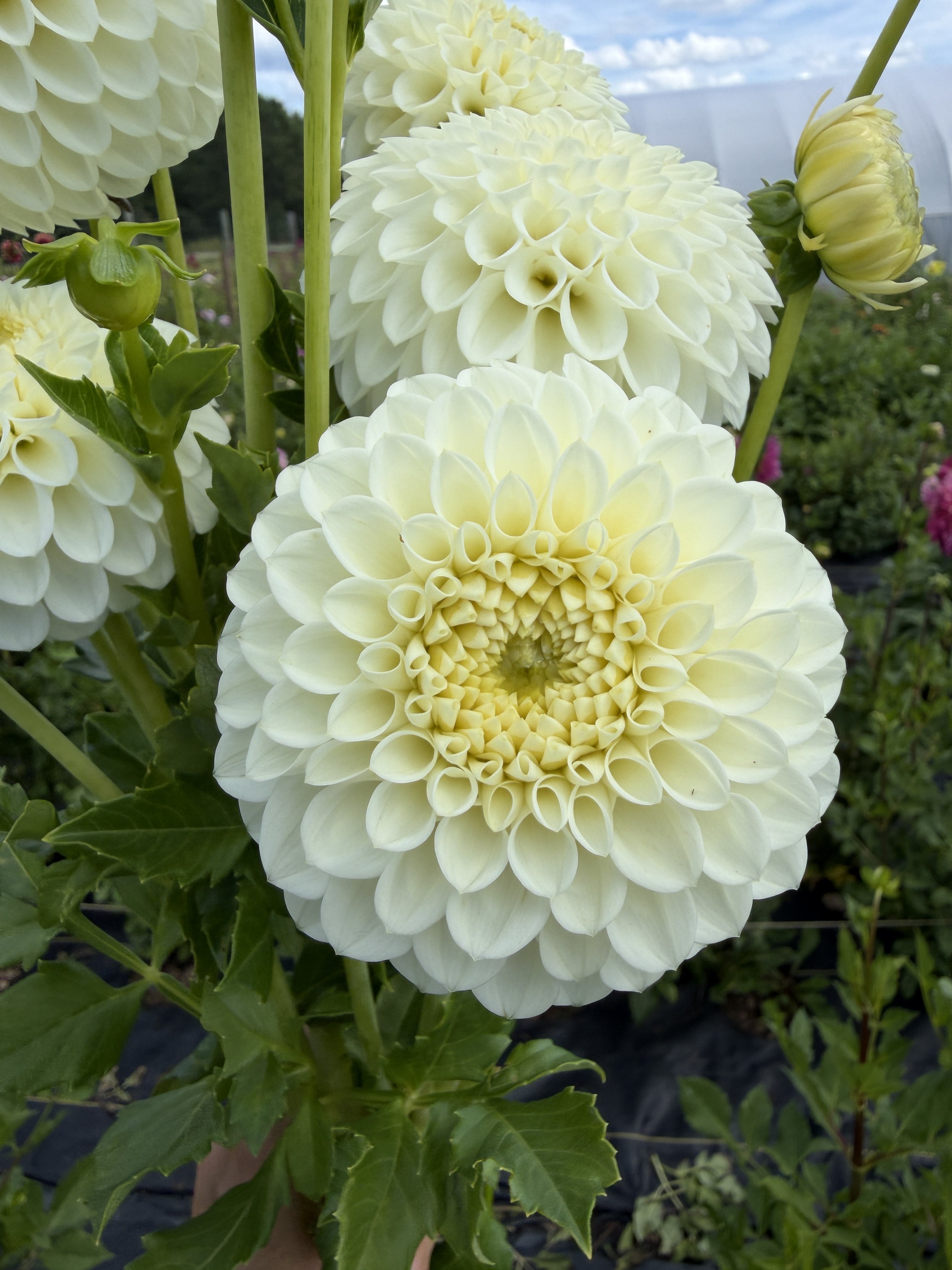 ryecroft Jan dahlia.JPEG