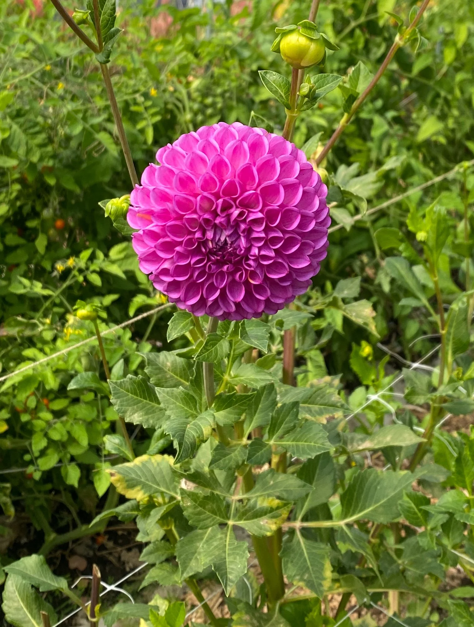 Nat G as Isabel dahlia.jpeg