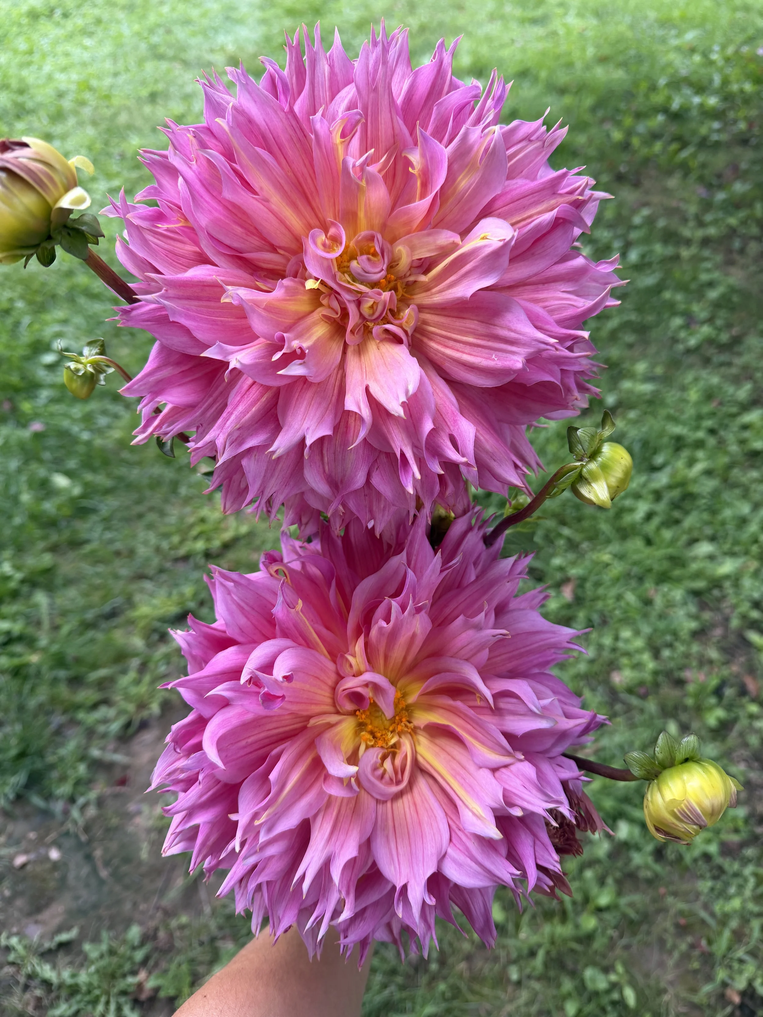 Omega dahlia.JPEG