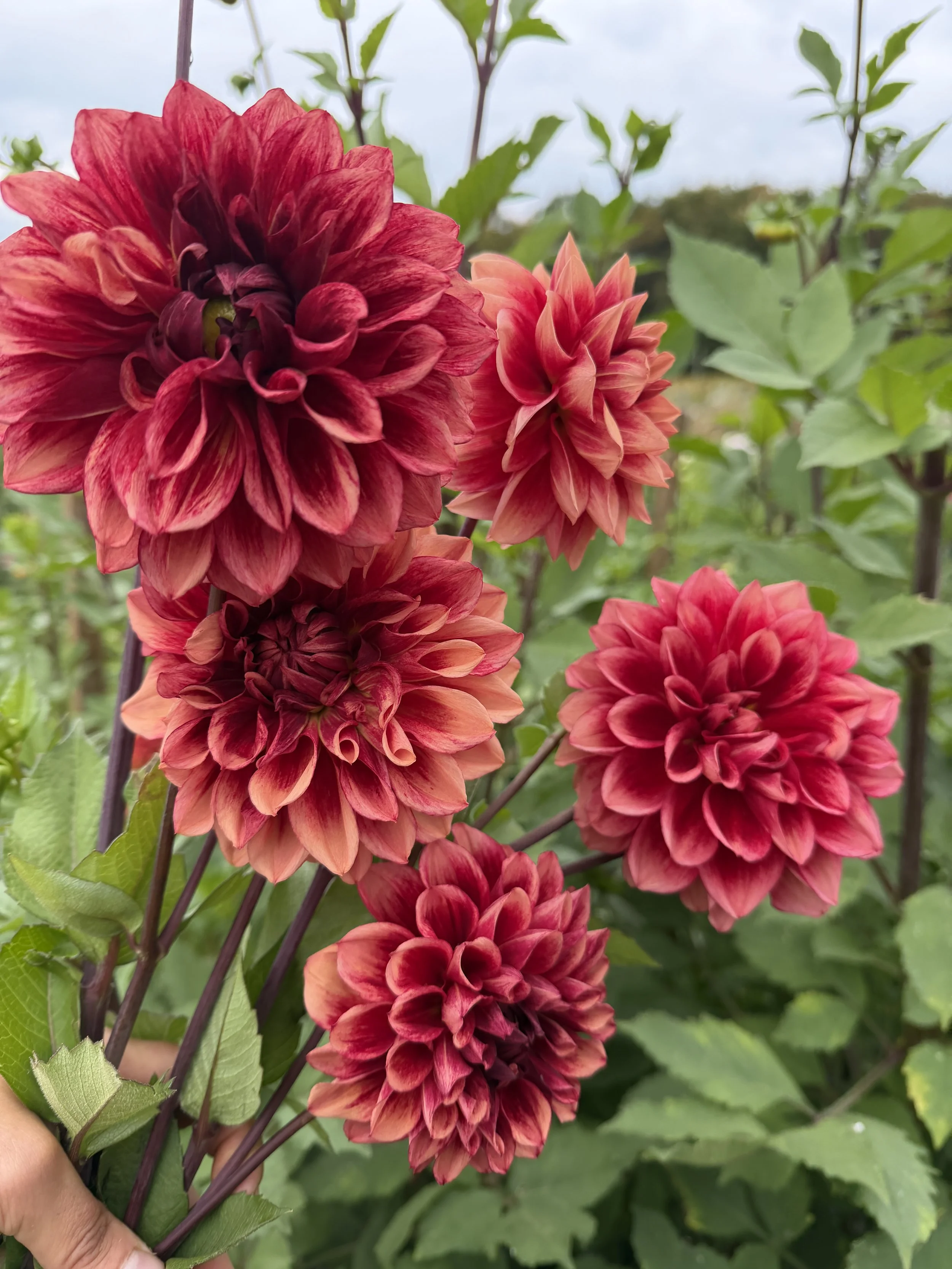 Bloomquist York Tuber