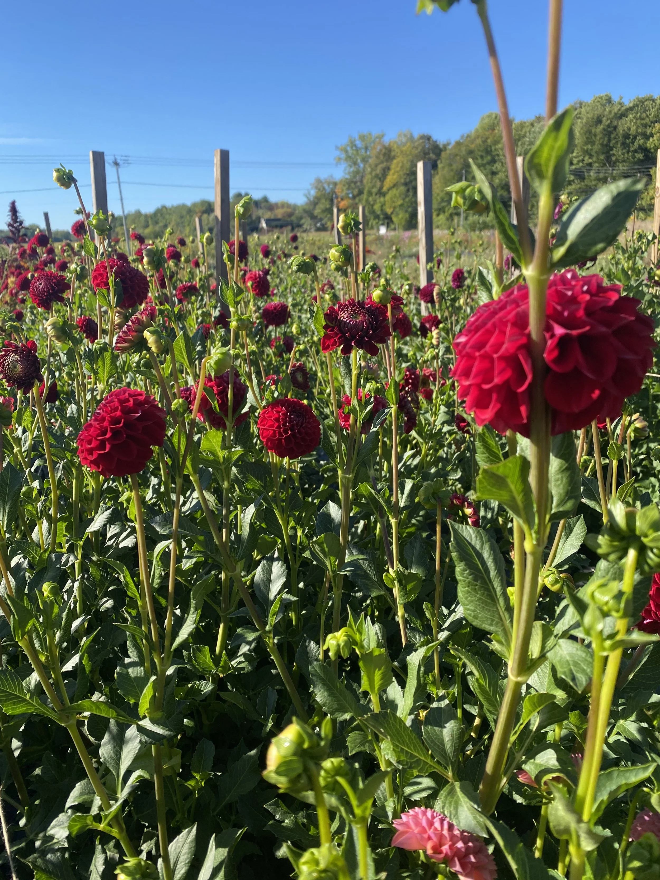 cornel Red dahlias 2025.JPEG