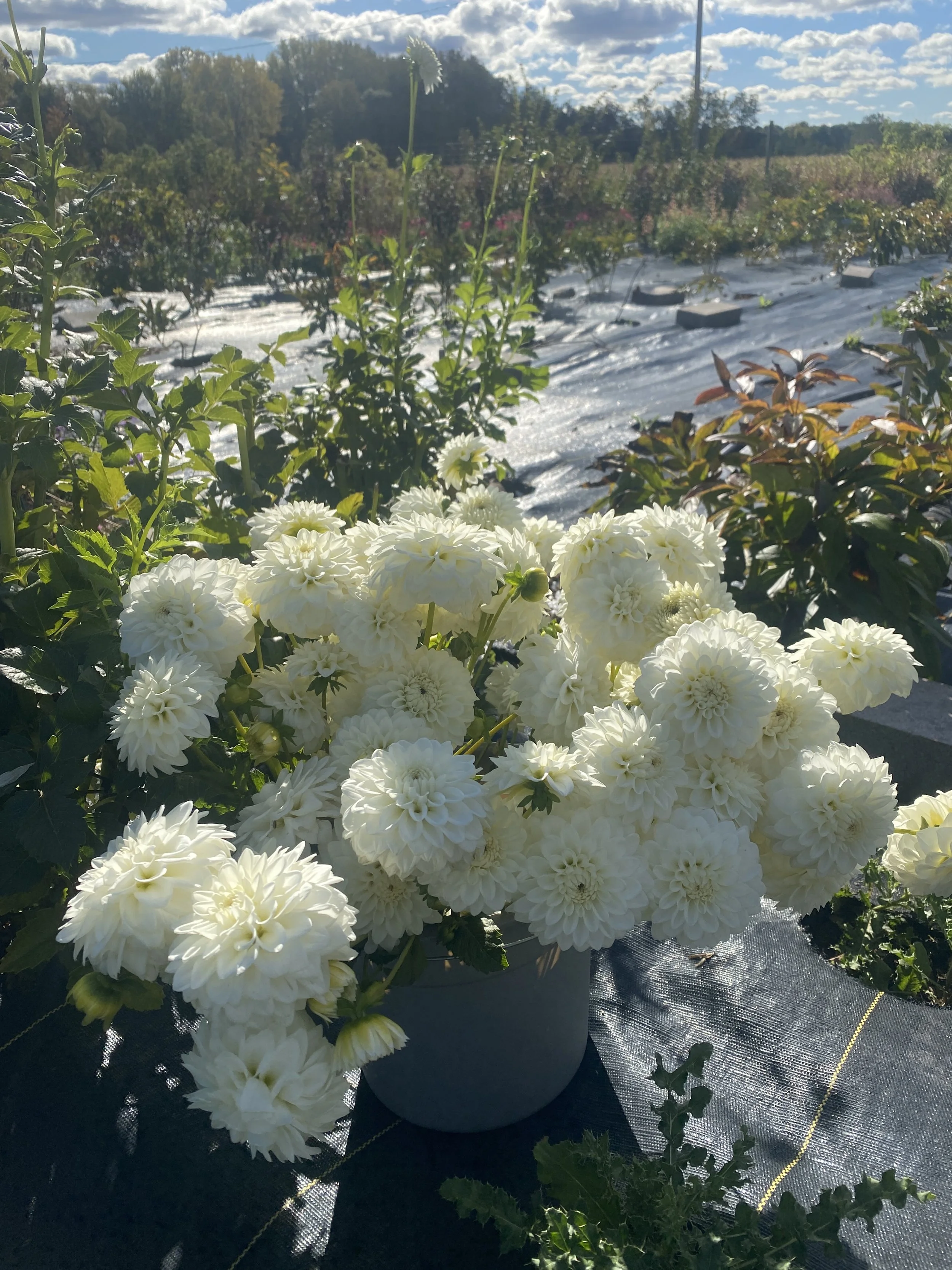 Blizzard bucket 2025.JPEG