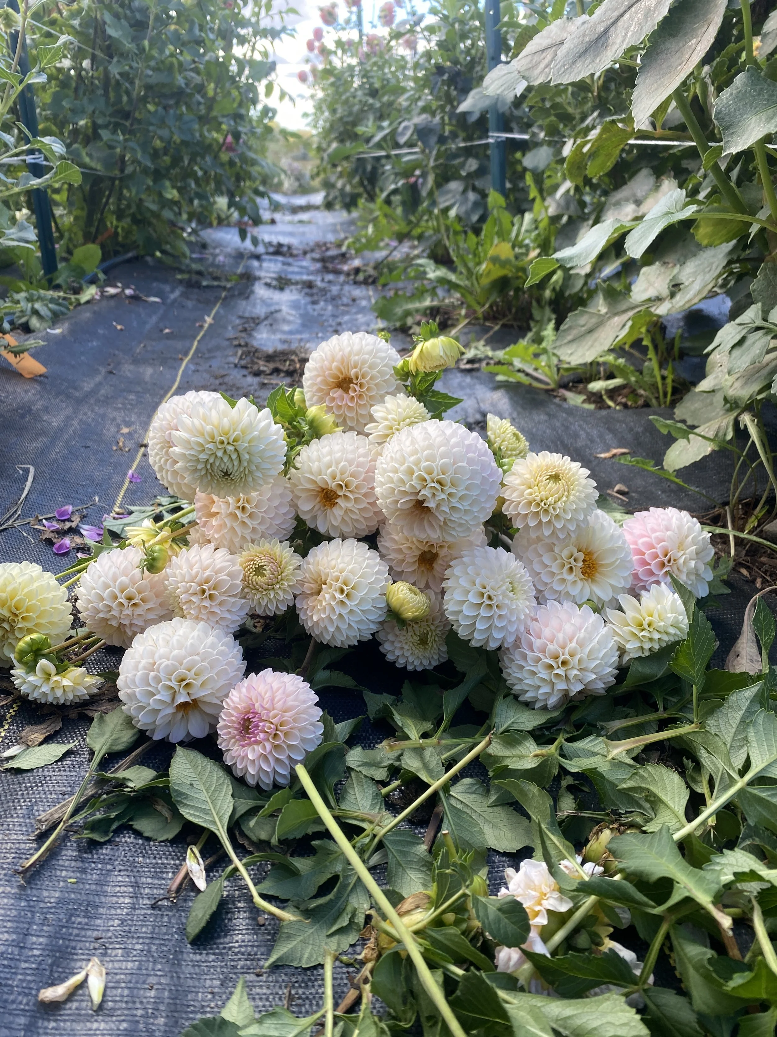 Camano Zoe Dahlia on the ground.JPEG