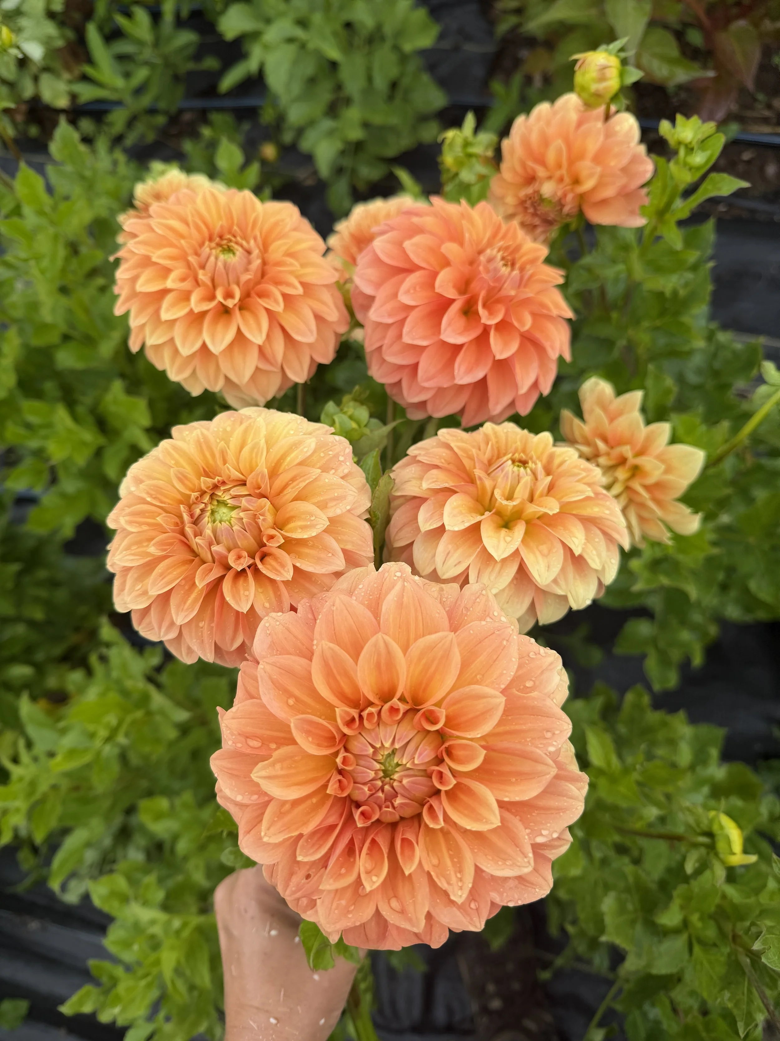bracken Palomino dahlia.JPG