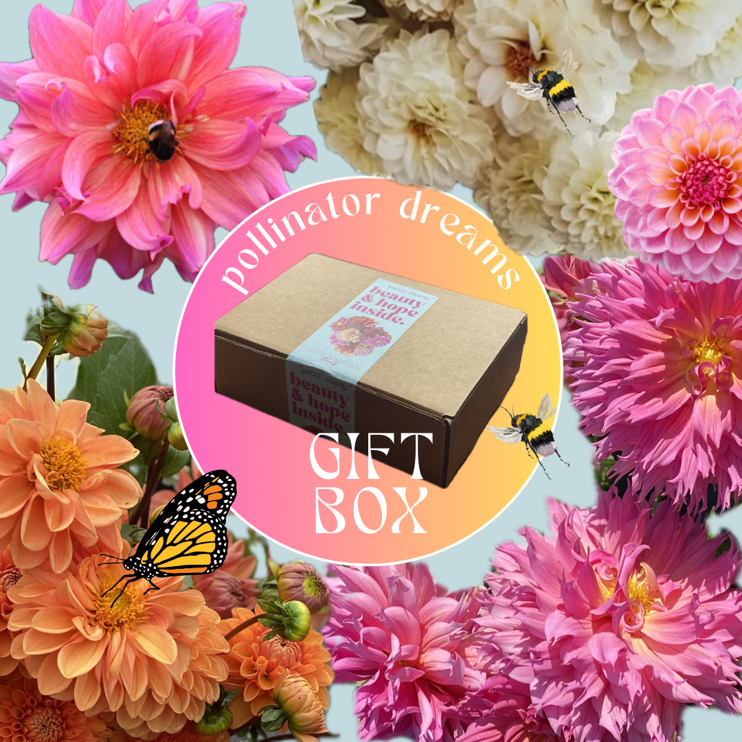 Dahlia Tuber Gift Box - Pollinator Dreams