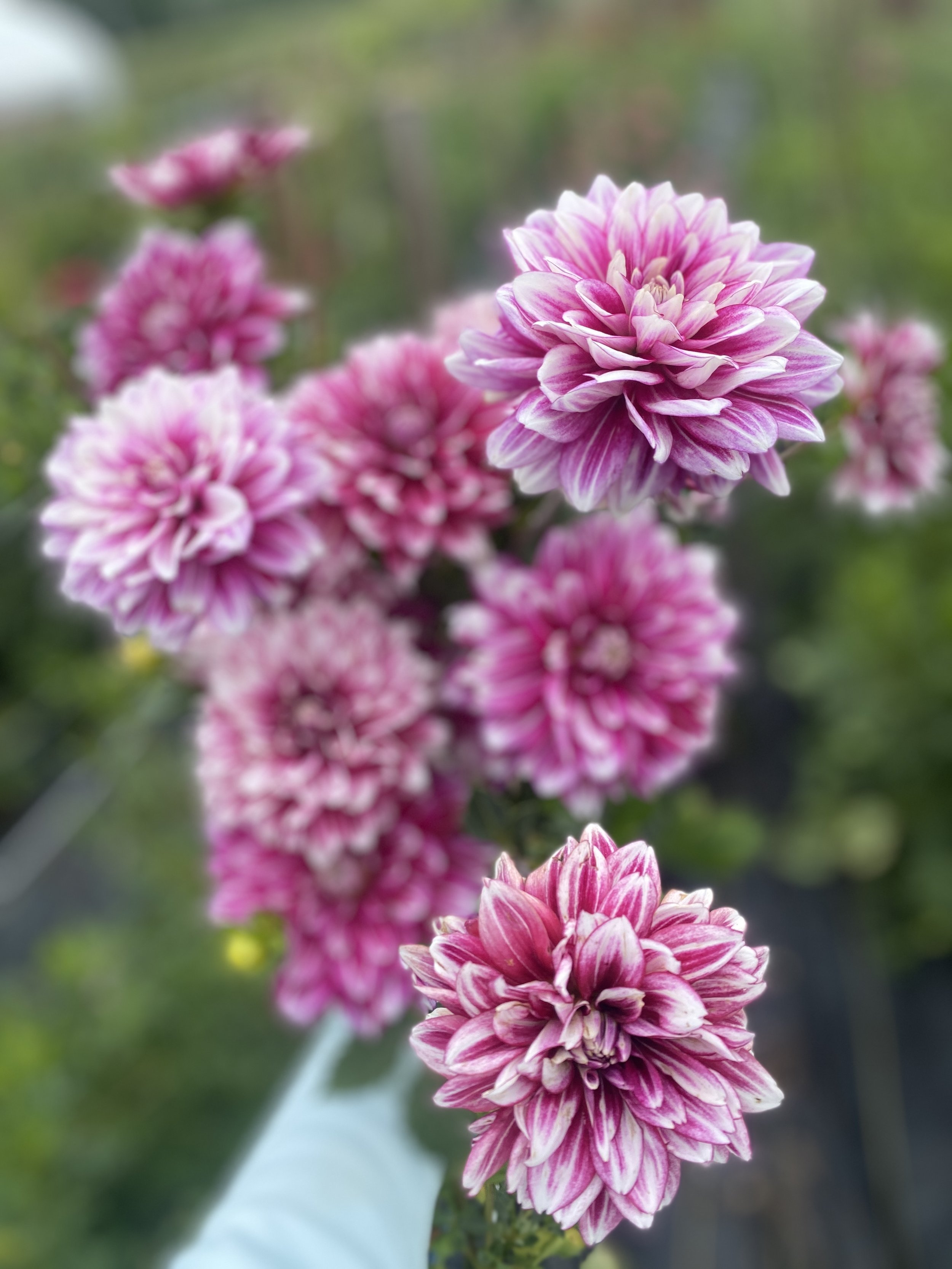 hemisphere dahlias 2025.JPEG