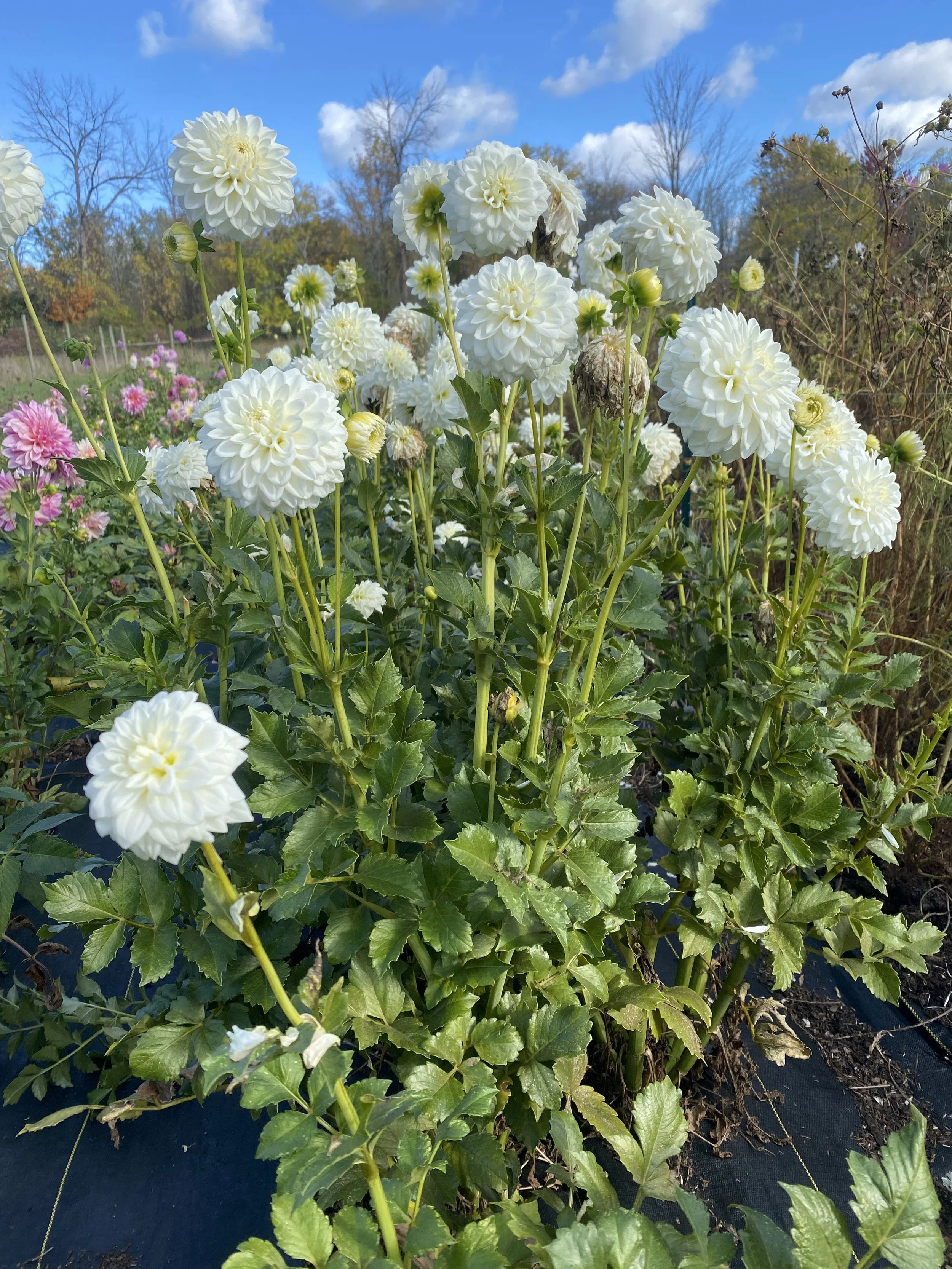 Blizzard plants 2025.JPEG